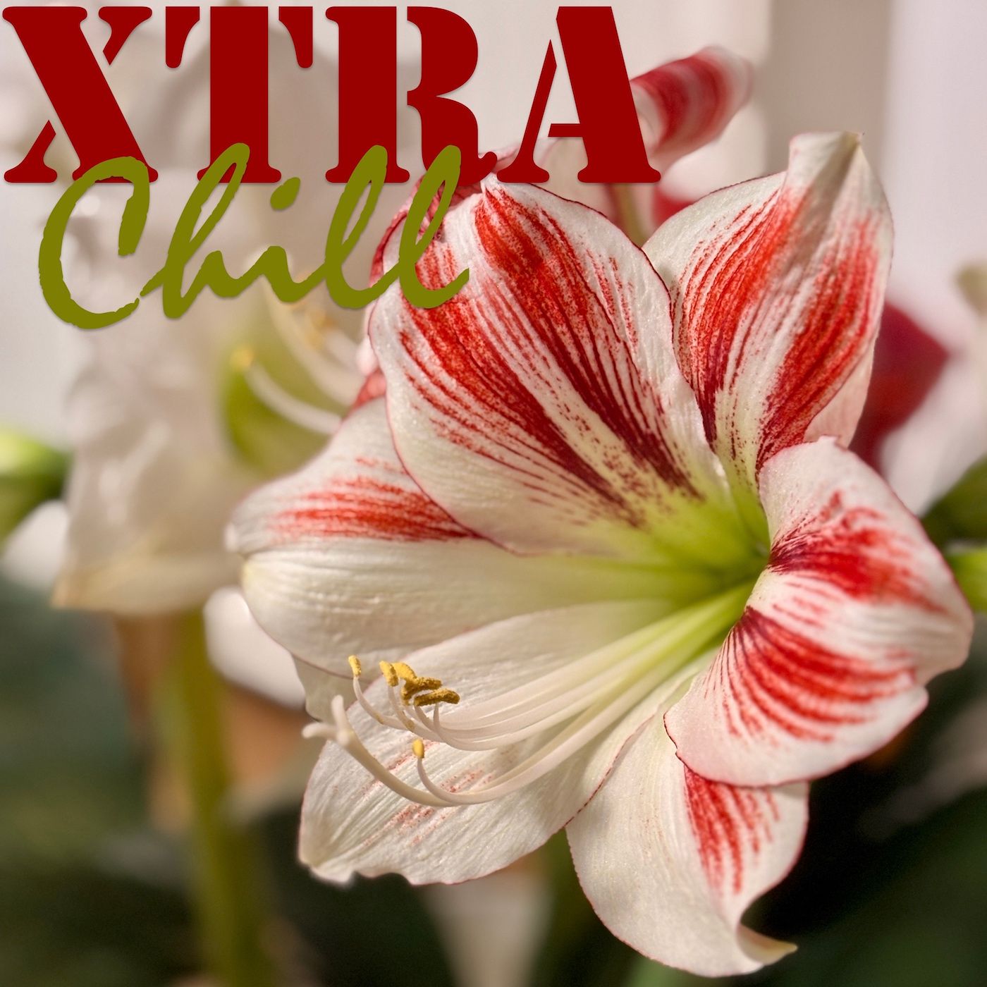 XtraChill 451