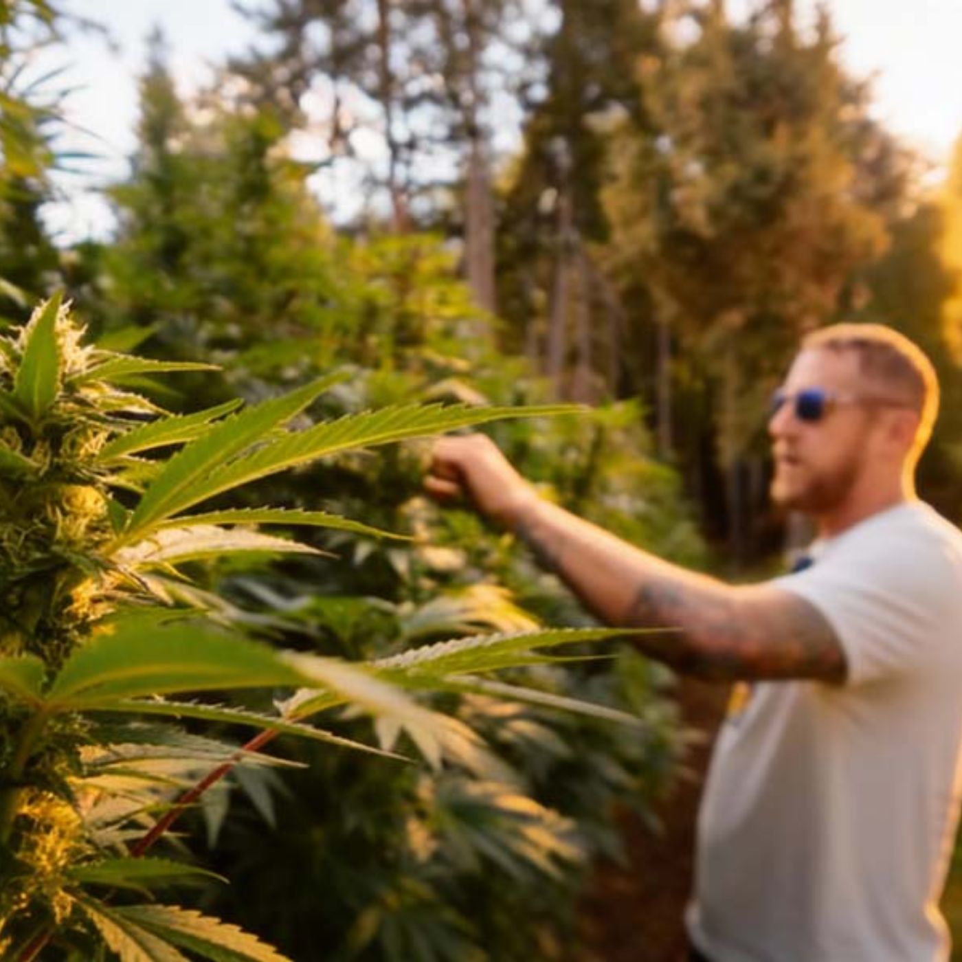 Weedland USA #1 | Kalifornien | Emerald Triangle | Hippie-Bewegung | Humboldt County