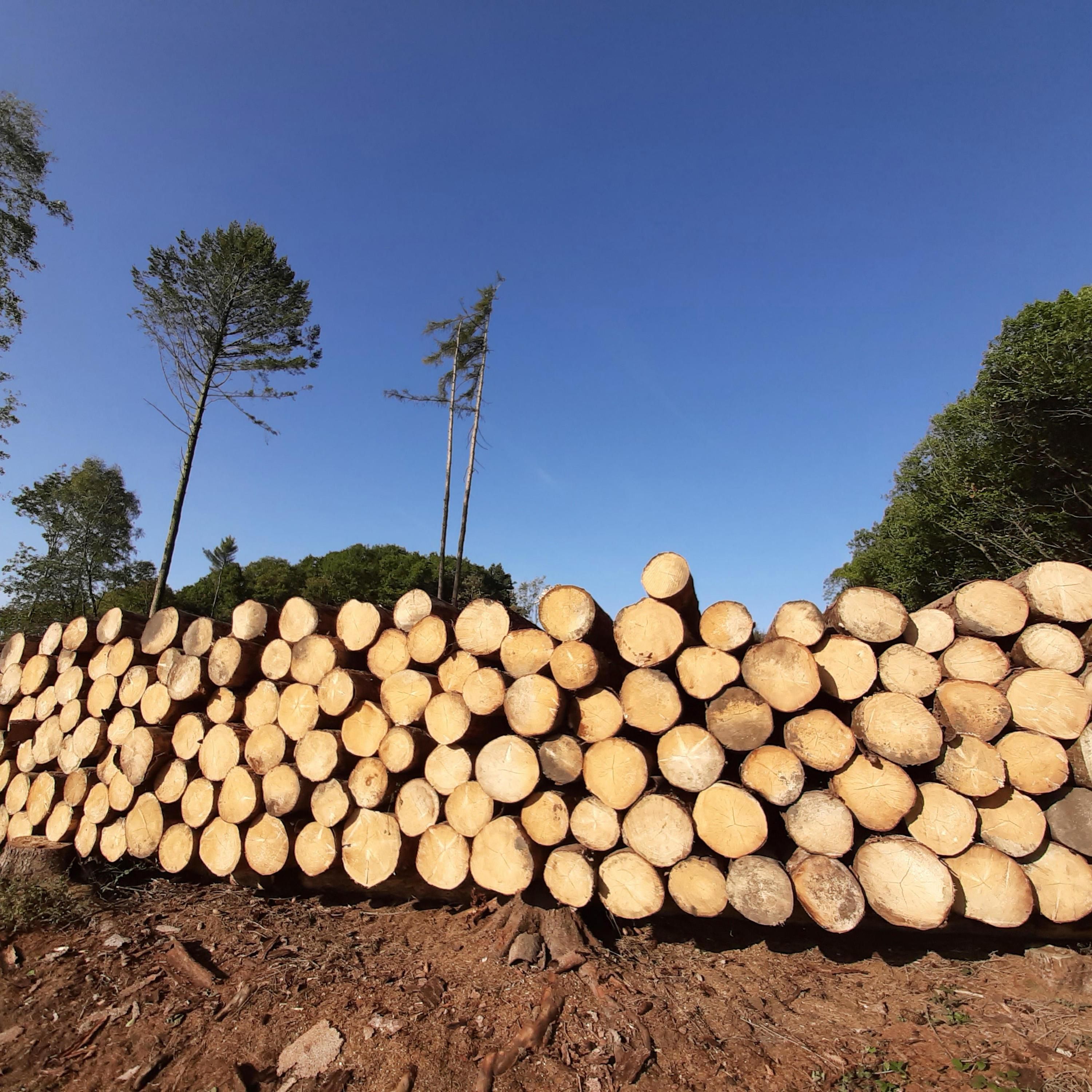 Warum ist Holz so teuer?