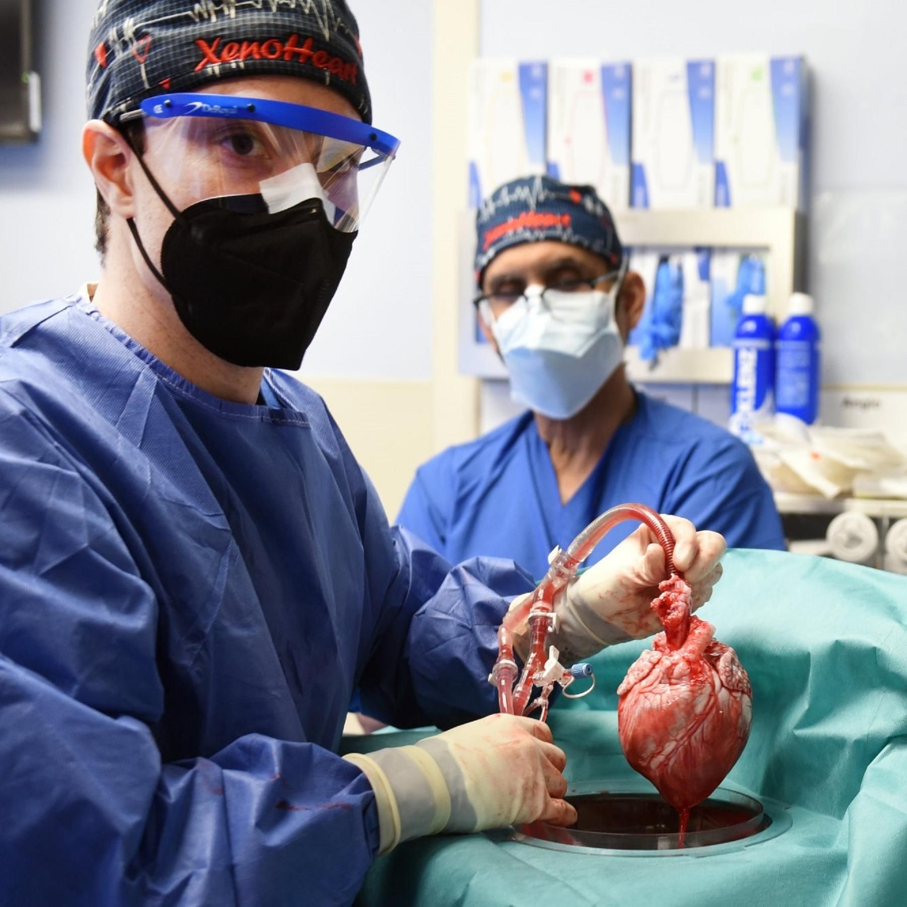 Organtransplantation 4.0 - Wann bekommen wir Herz, Niere und Leber von Tieren?