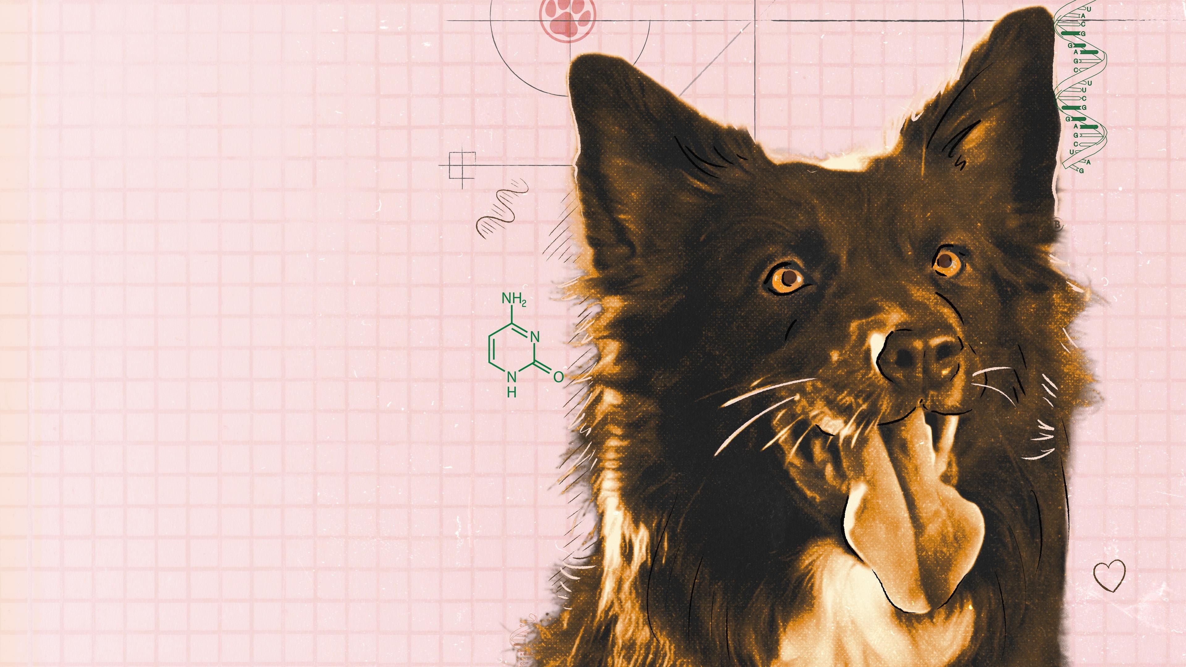 Faszination Hund - Unsere besten Freunde