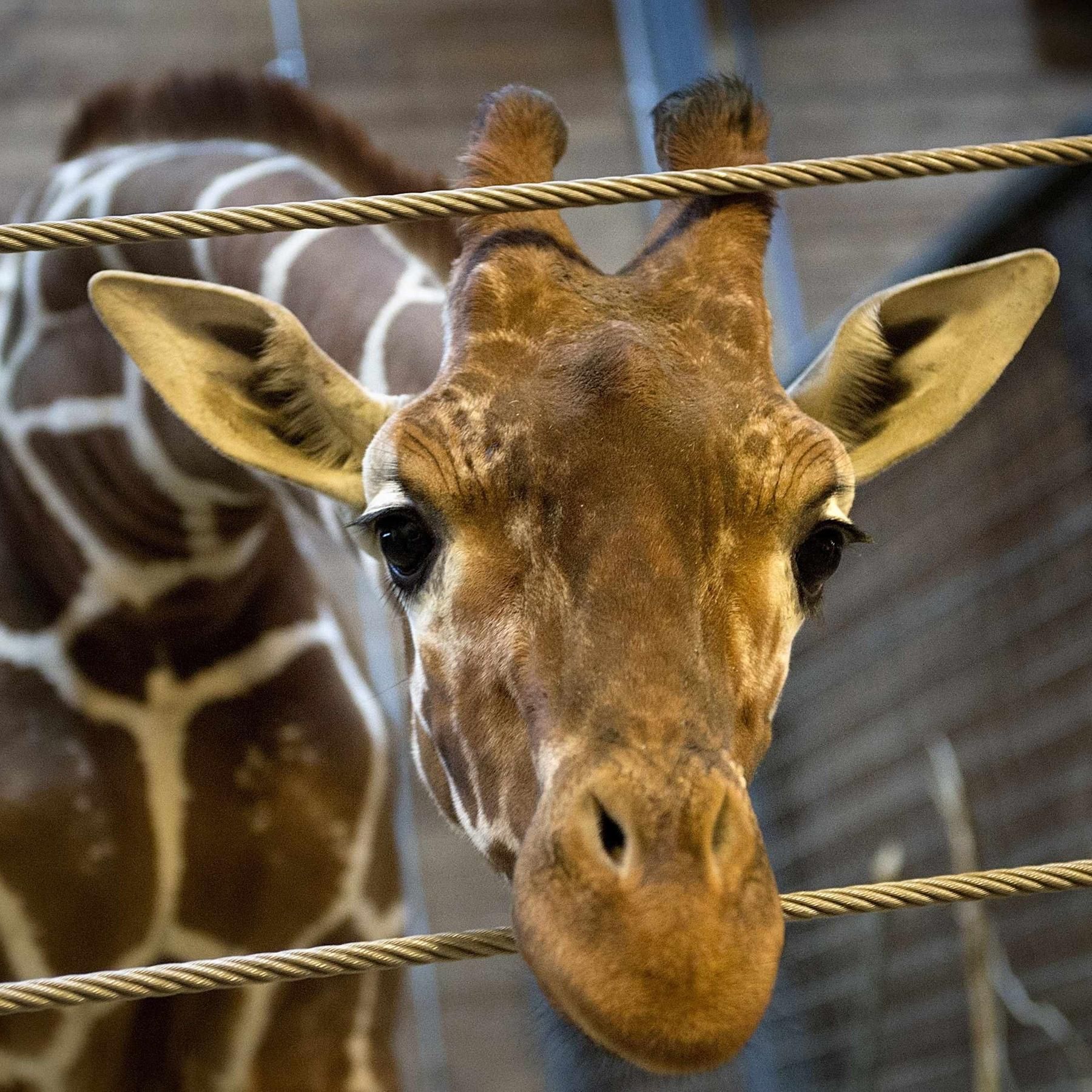 Giraffe, Antilope, Pavian - hilft Zootiere töten dem Artenschutz?