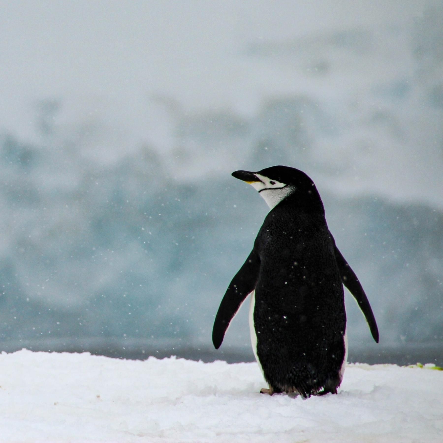 Pinguine - Die sympathischen Watschler im Frack