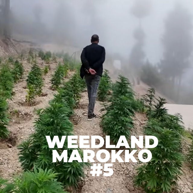 Ketama Farm Vergleich | Bewässerung & Methoden | Beldia vs Genetik | Weedland Marokko #5