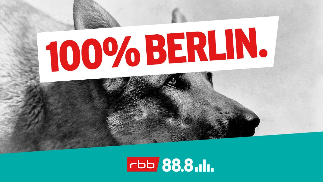 Verschmuste Bestien – was wurde aus den gefürchteten DDR- Mauerhunden?