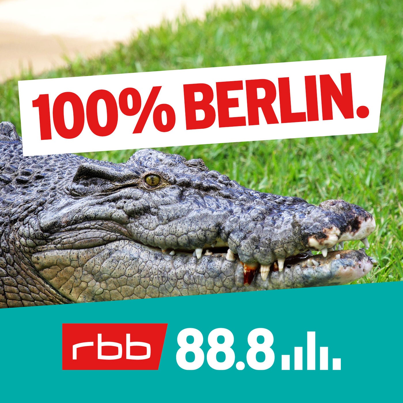 Wie klingt ein liebestoller Alligator?