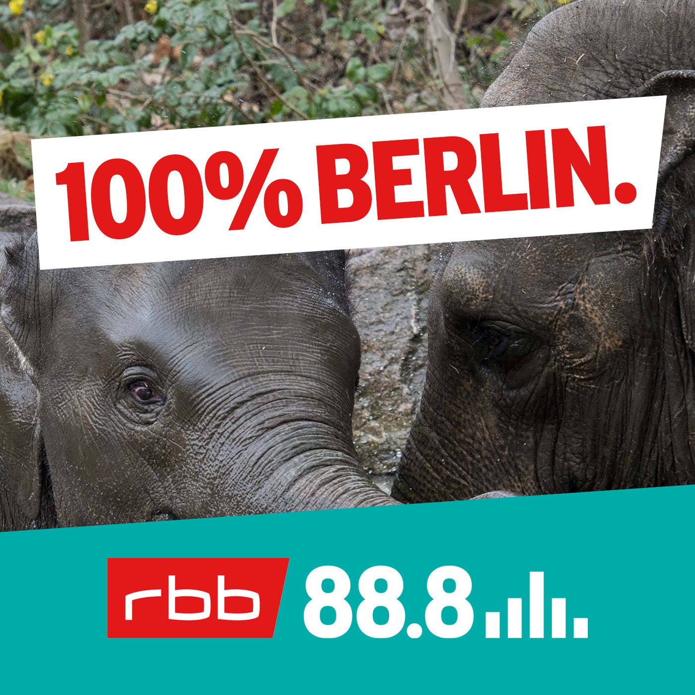 Tierisch gut – die verrücktesten Geschichten aus dem Zoo