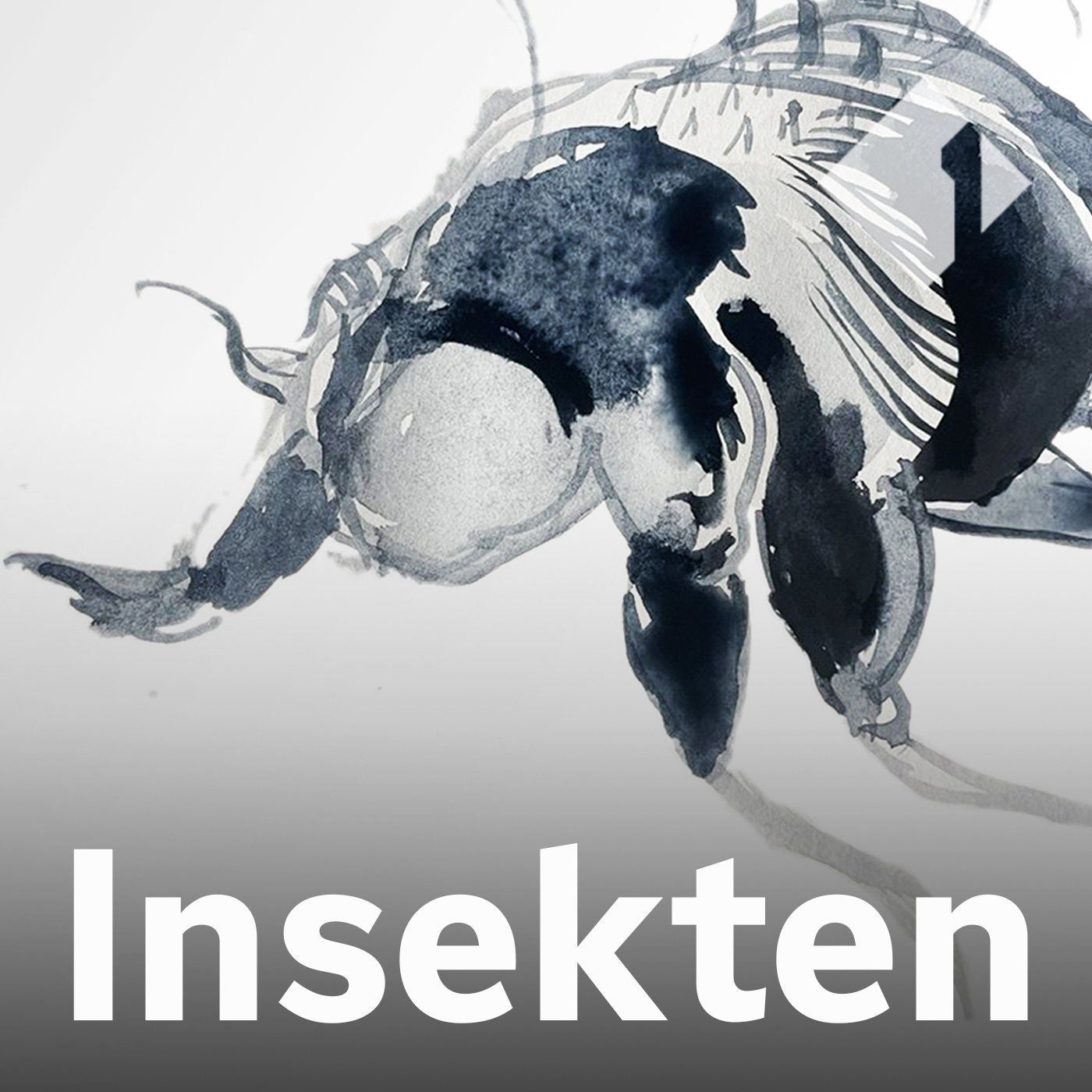 Die Krätzmilbe
