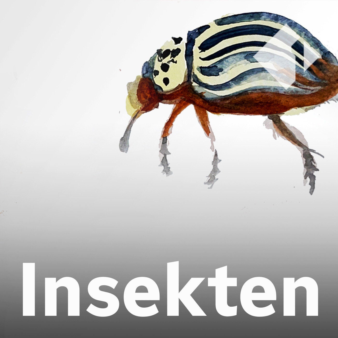 Der Kartoffelkäfer