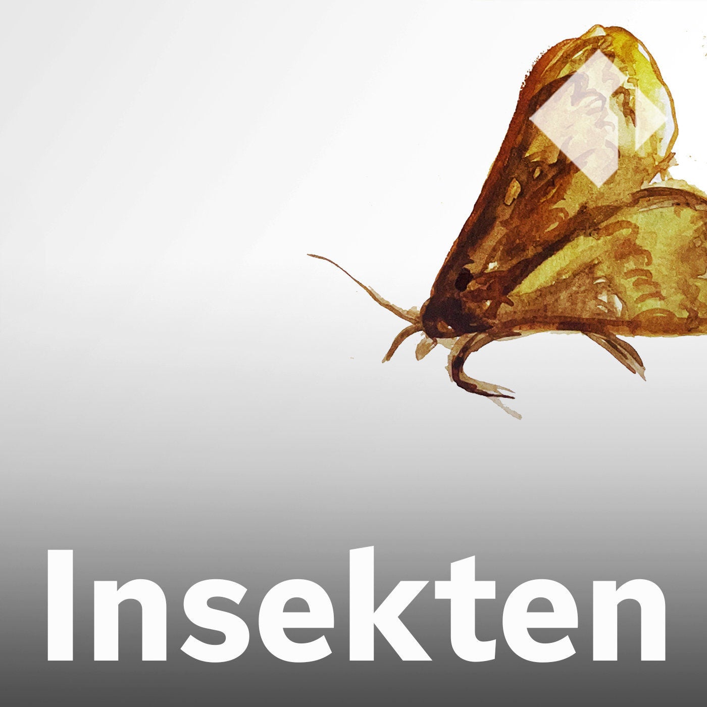 Der Maiszünsler