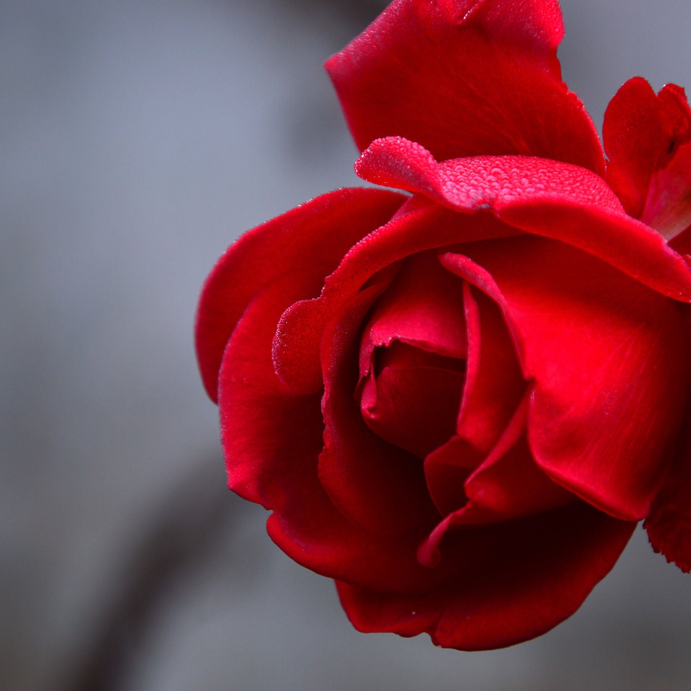 #20 Muttertag und Rosen aus fairem Handel