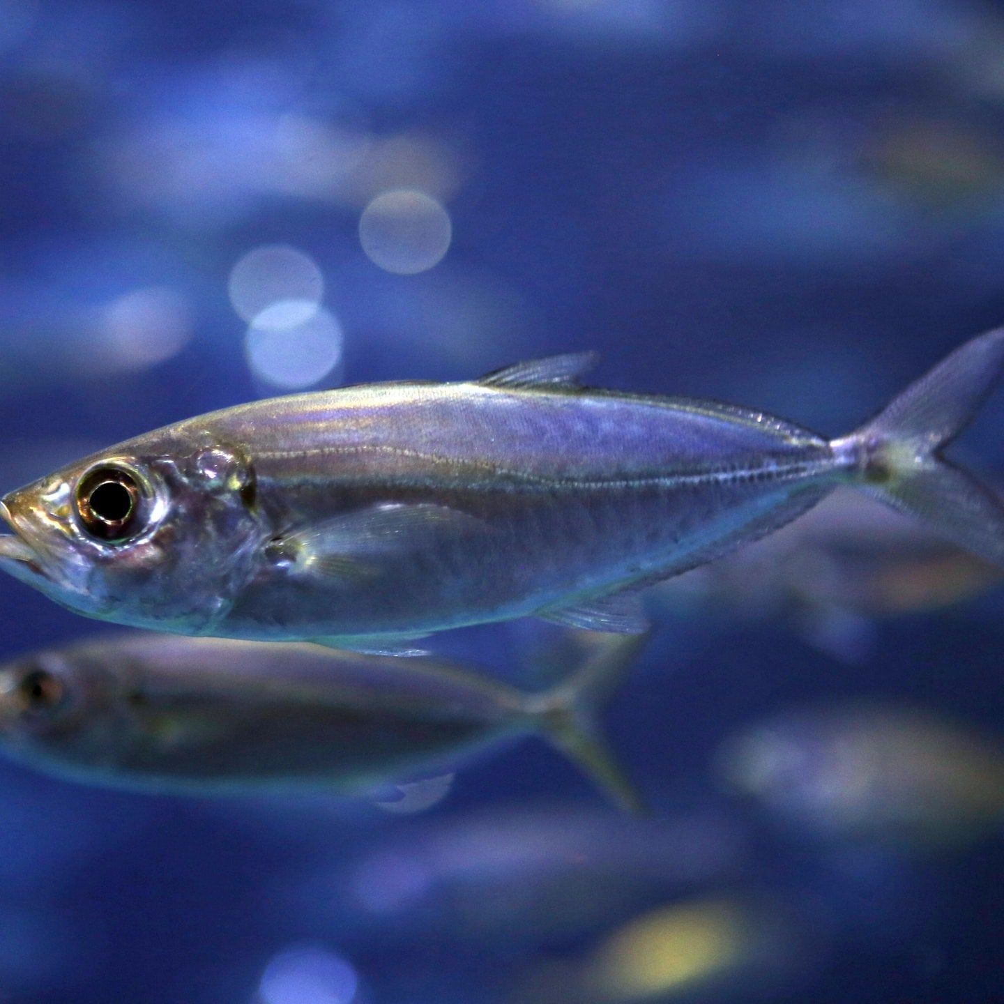 Die Tierdocs: Sardelle ist herablassend