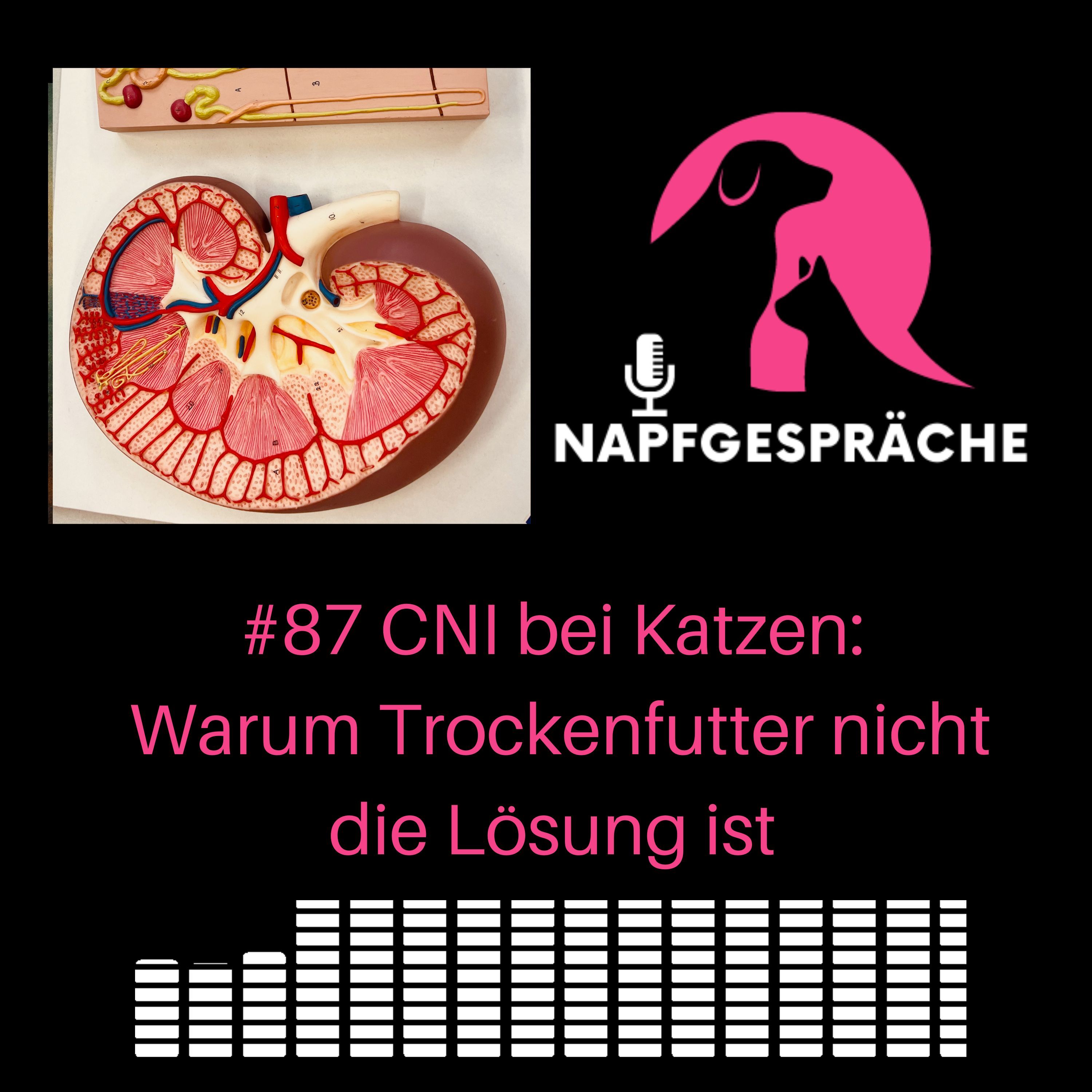#87 CNI bei Katzen: Warum Trockenfutter nicht die Lösung ist