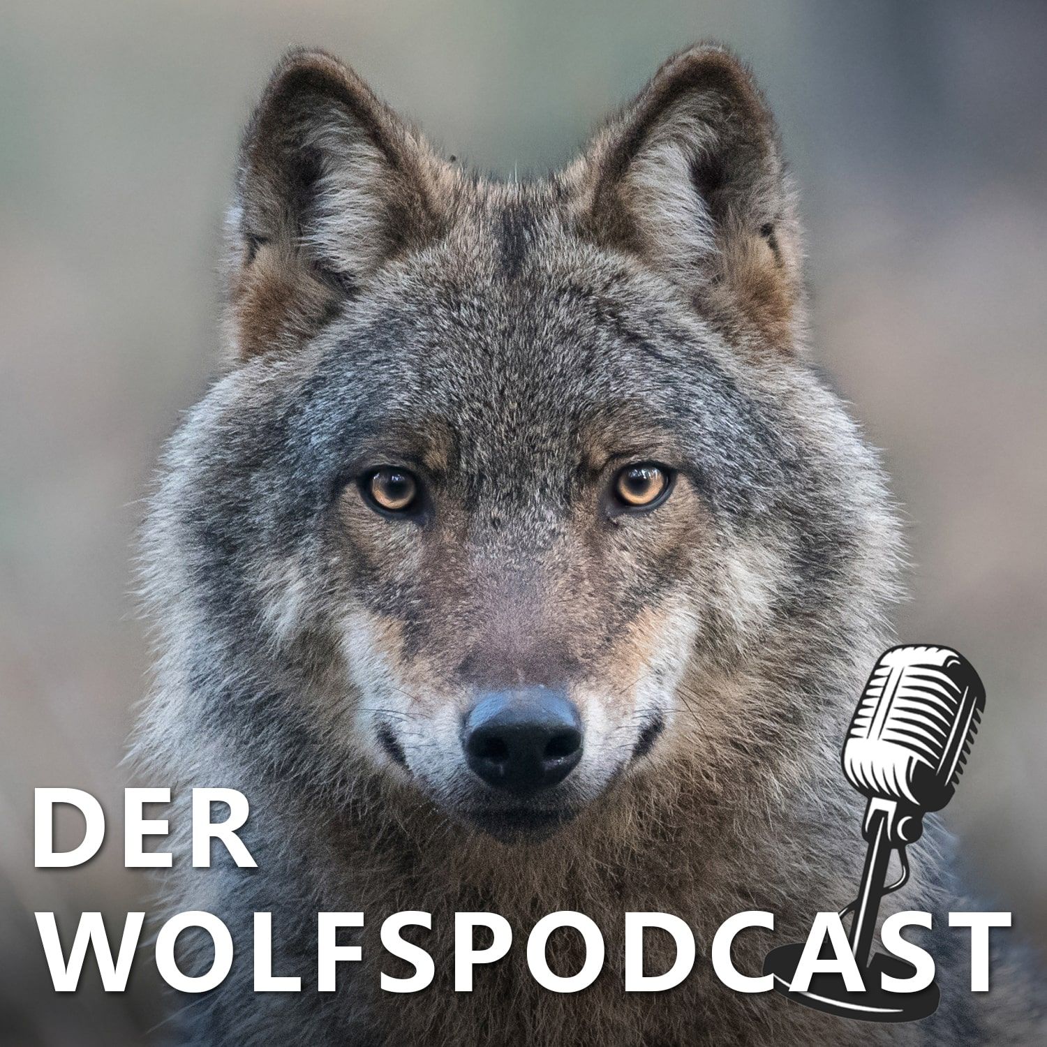 95: Wenn der Wolf Schlagzeilen macht