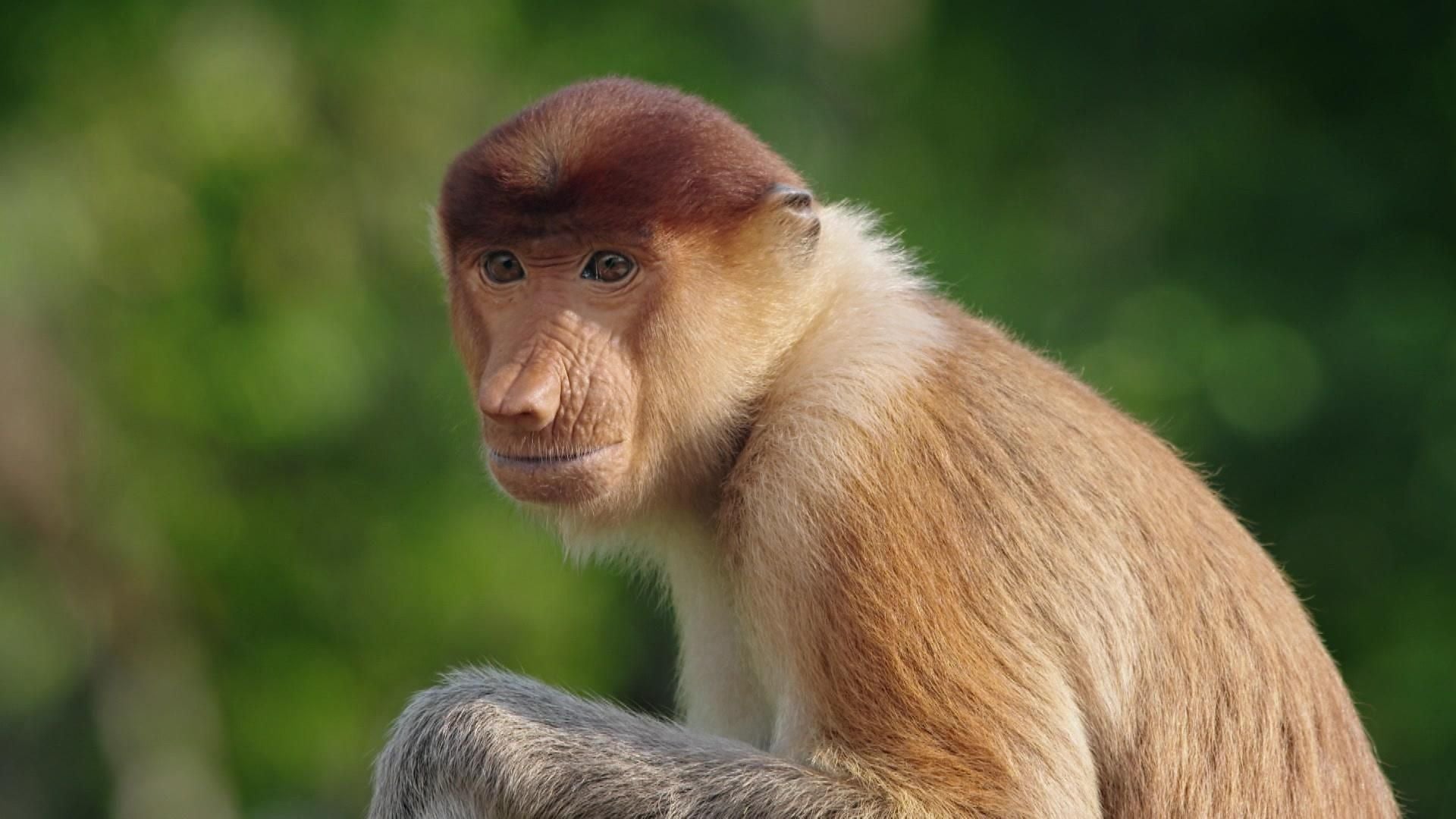 Madagaskar