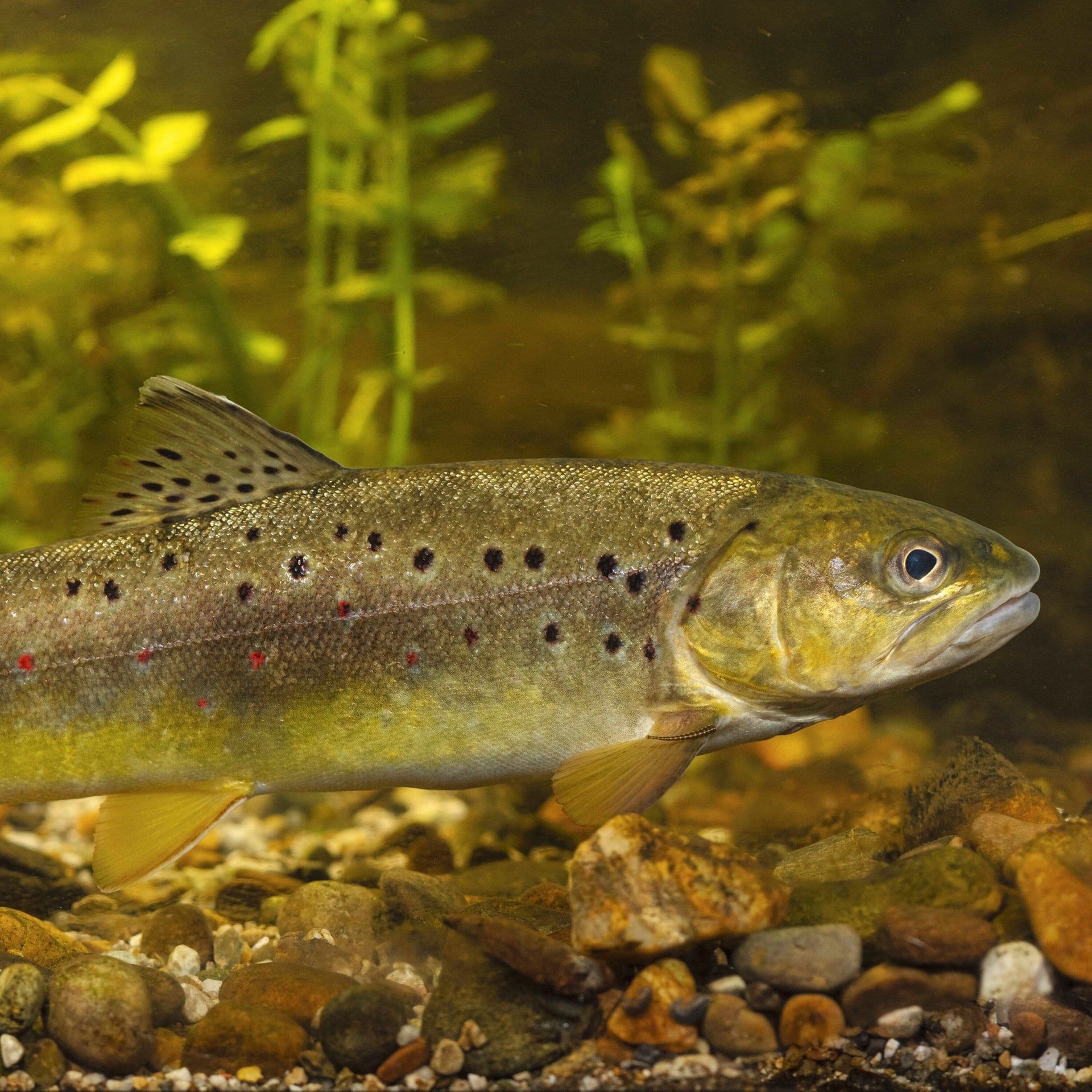 Wie schlafen Fische im Fluss, ohne von der Strömung abgetrieben zu werden?