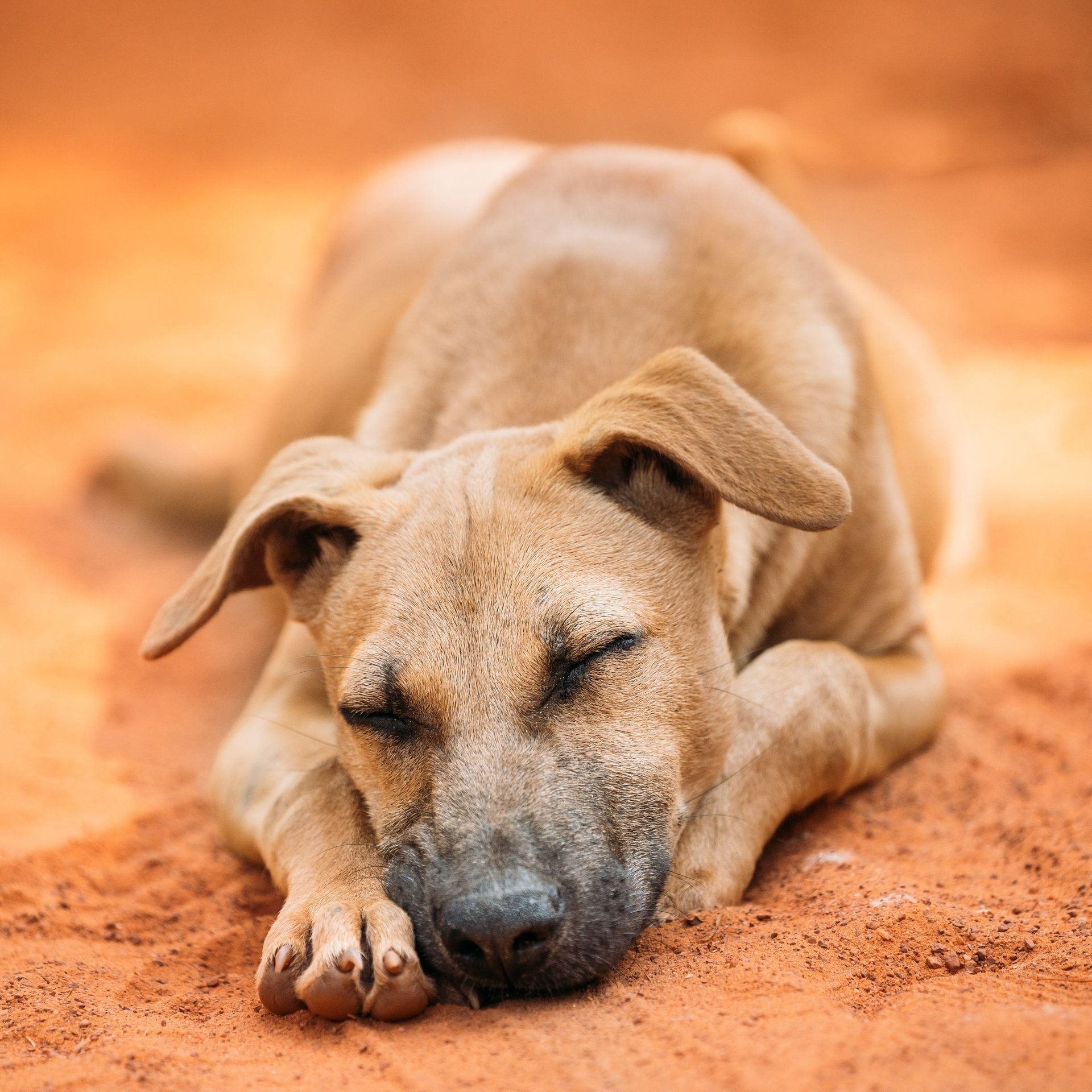 Können Hunde schnarchen?