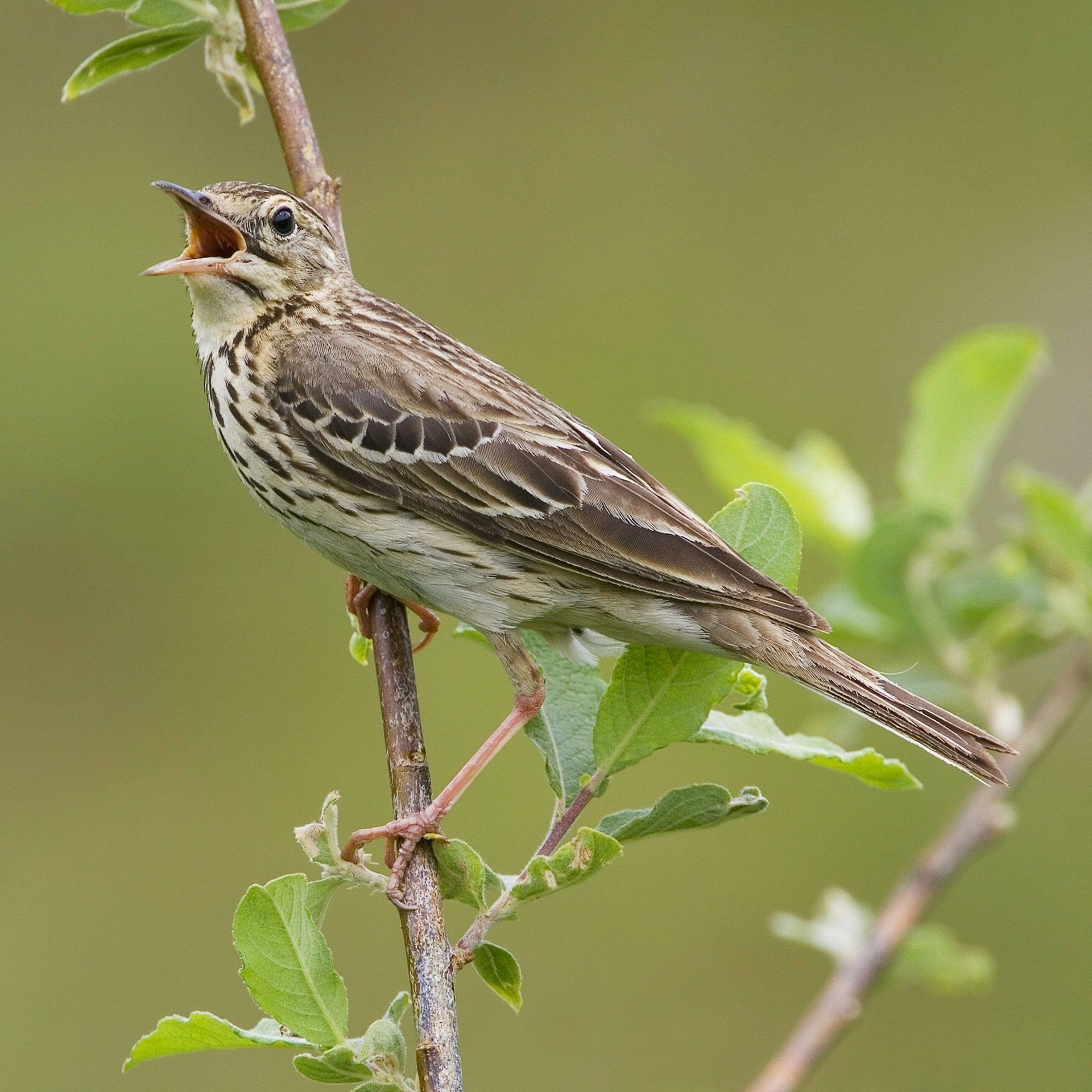 Wie können Vögel so laut und ohne Unterbrechung singen?