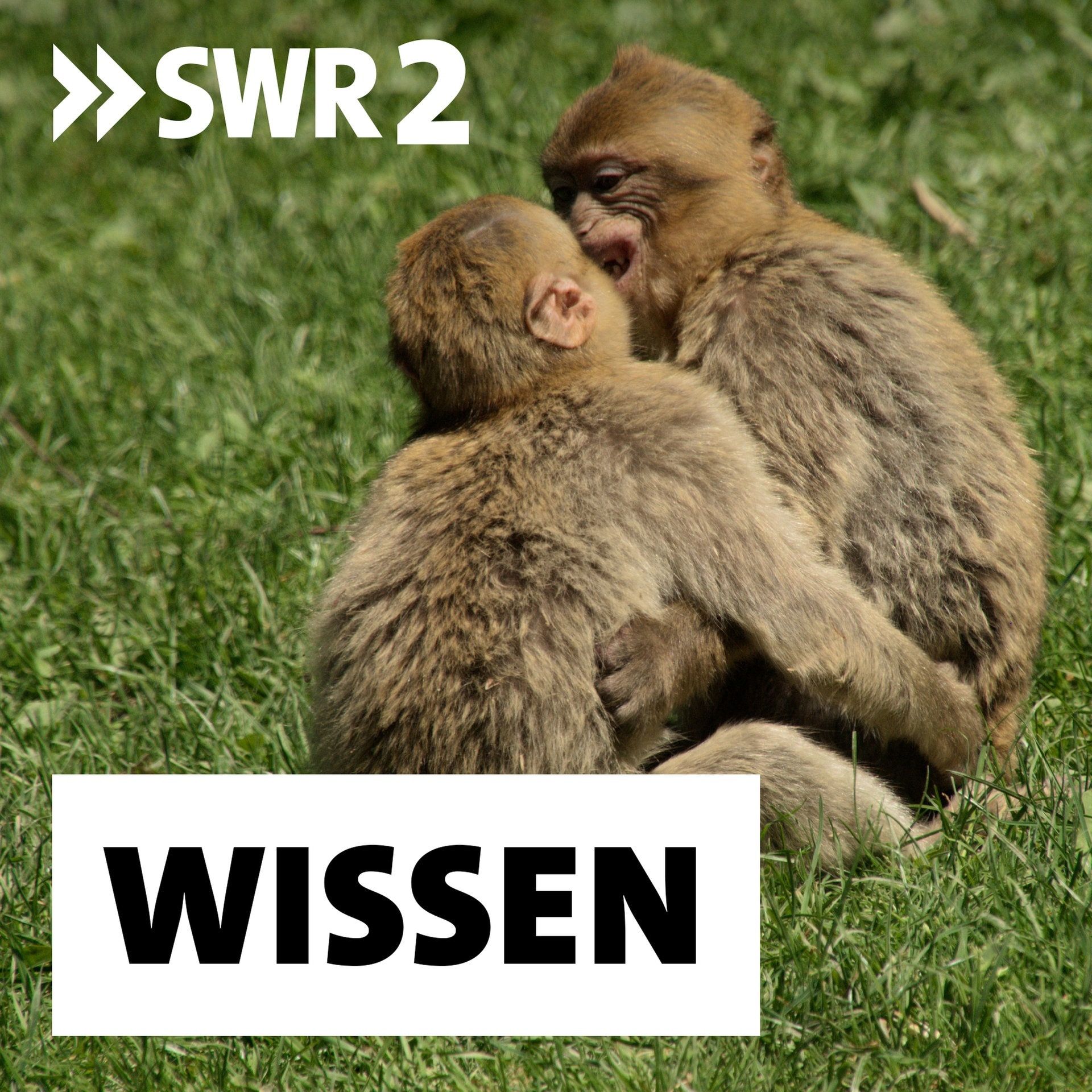 Das Sozialverhalten der Primaten | "Die Berberaffen verhalten sich wie ihre Artgenossen in freier Wildbahn"