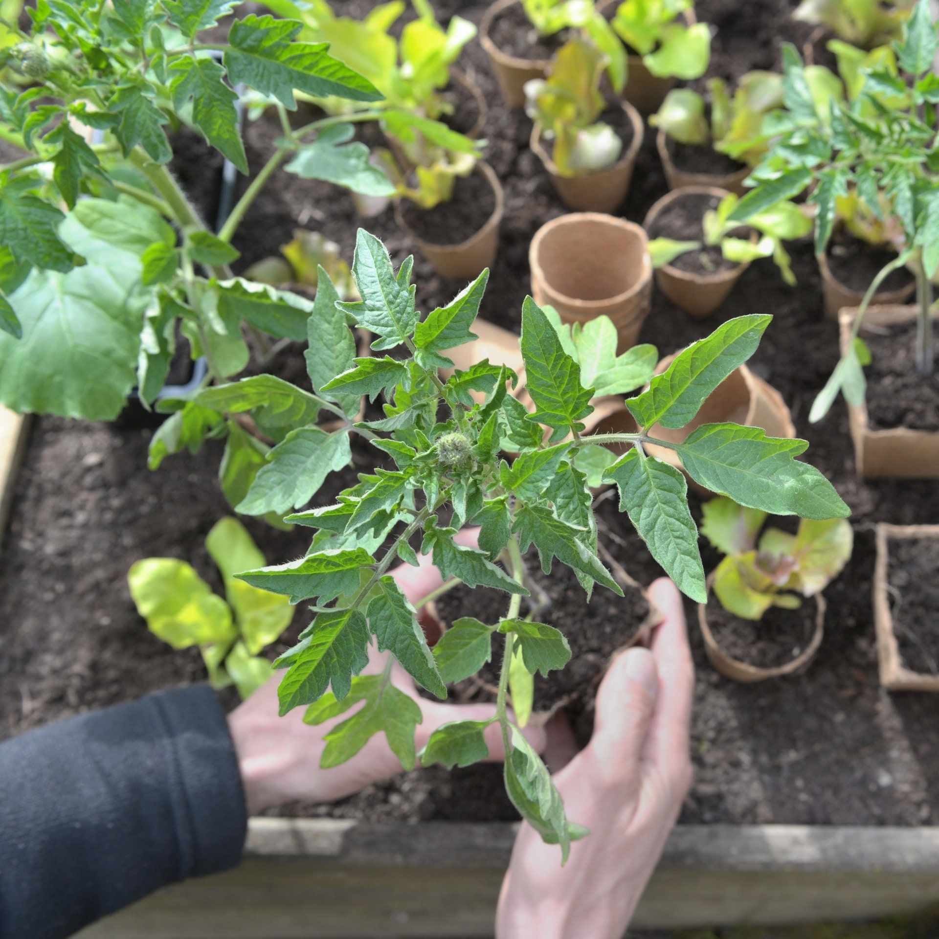 Klimakiller im Garten – Streit um Torfabbau