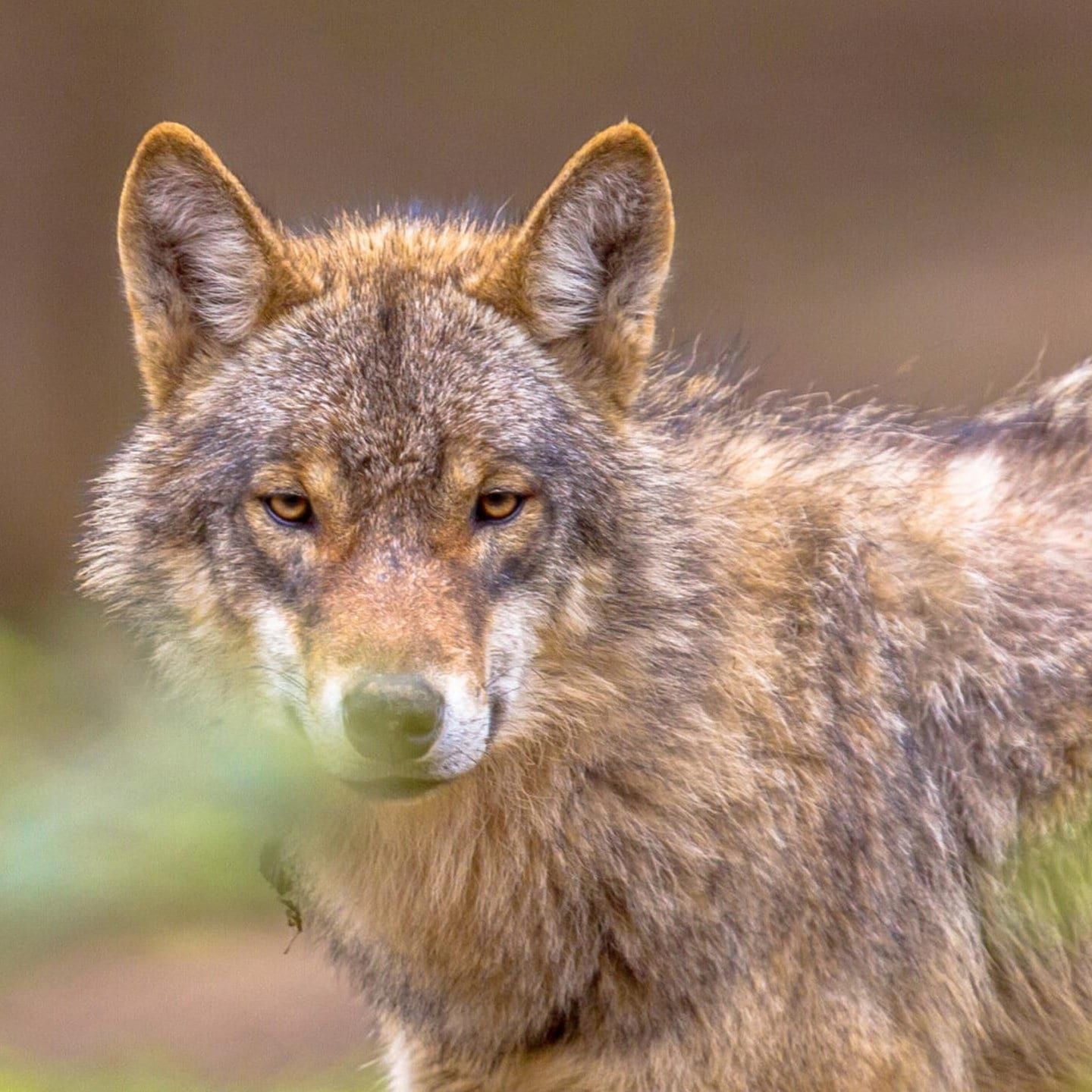 Keine Angst vorm Wolf – Wie sich Nutztiere schützen lassen