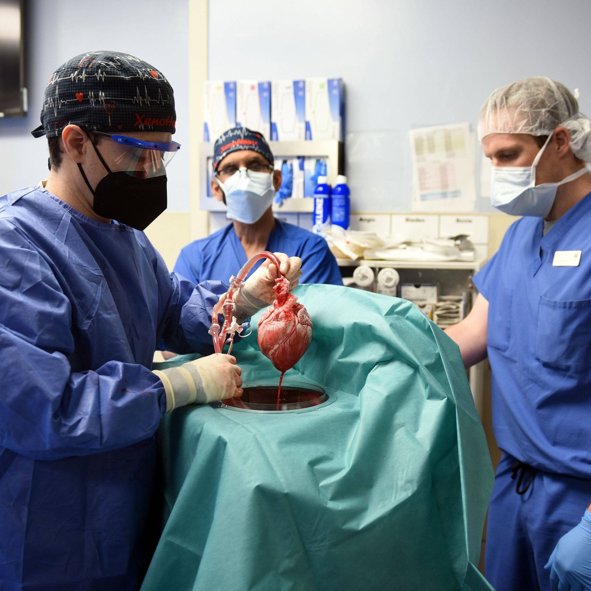 Chance Xenotransplantation – Schweineherzen für Menschen?