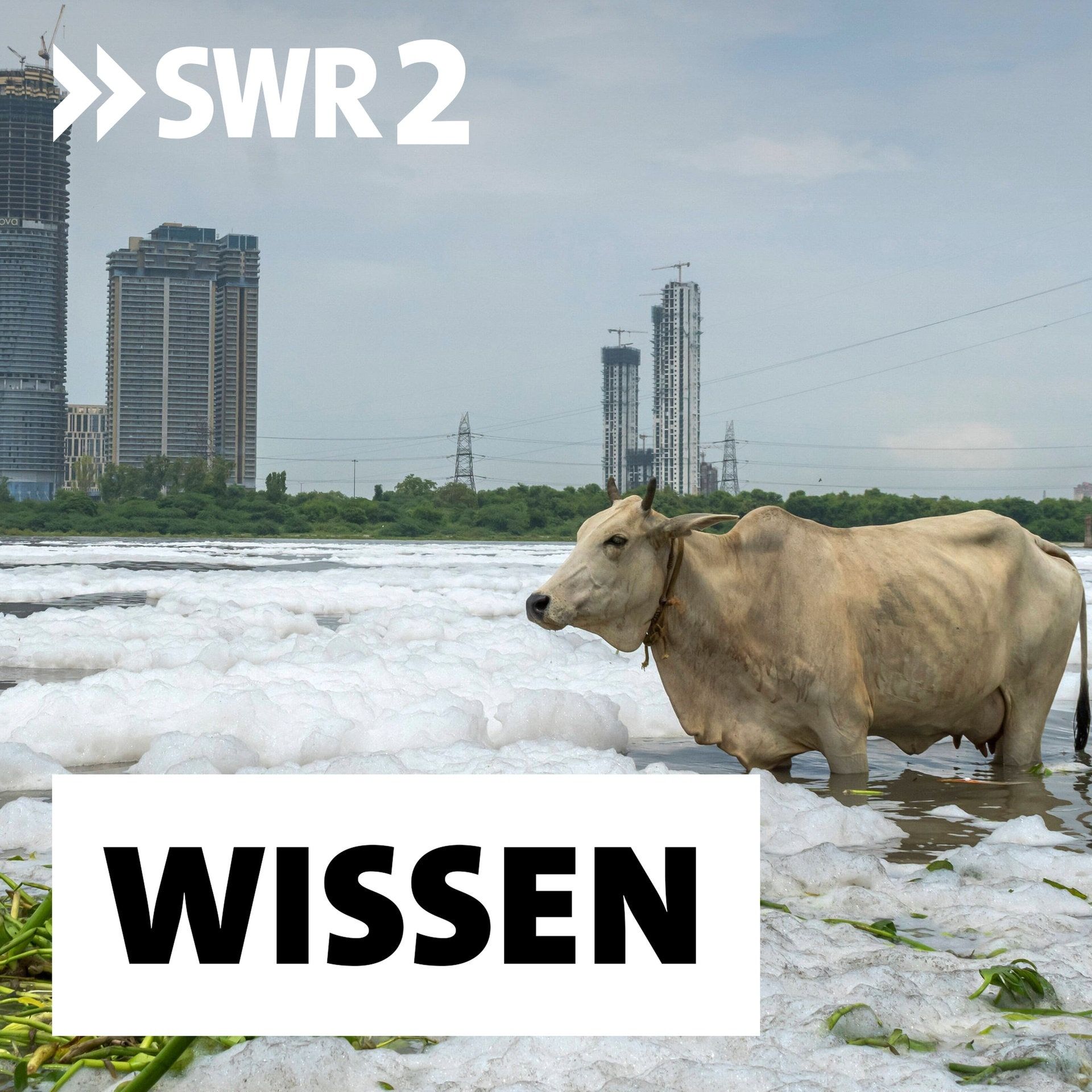 Rechte der Natur – Wenn Flüsse, Pflanzen und Tiere klagen könnten