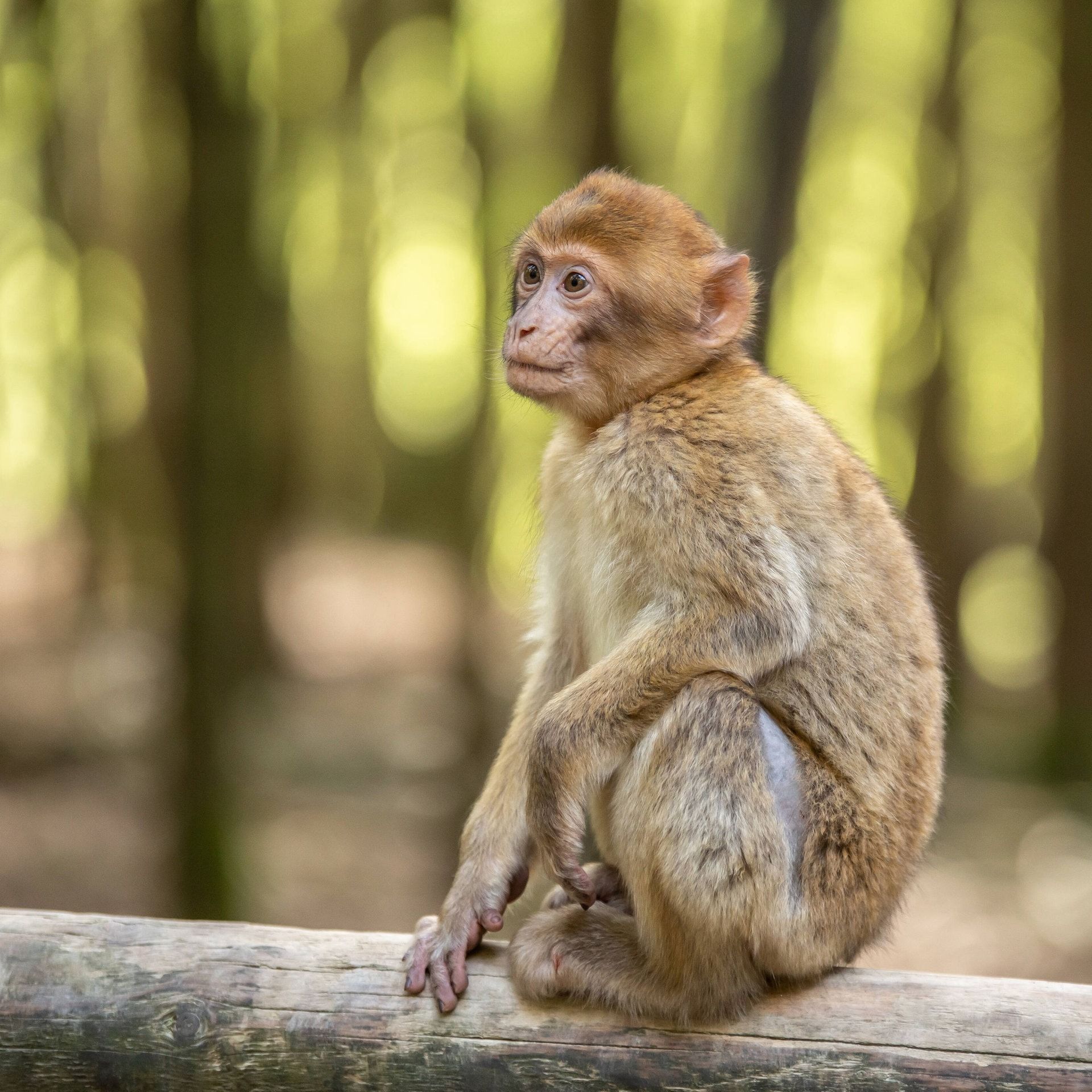 Die Zukunft der Zoos – Tierrechte und Artenschutz im Konflikt