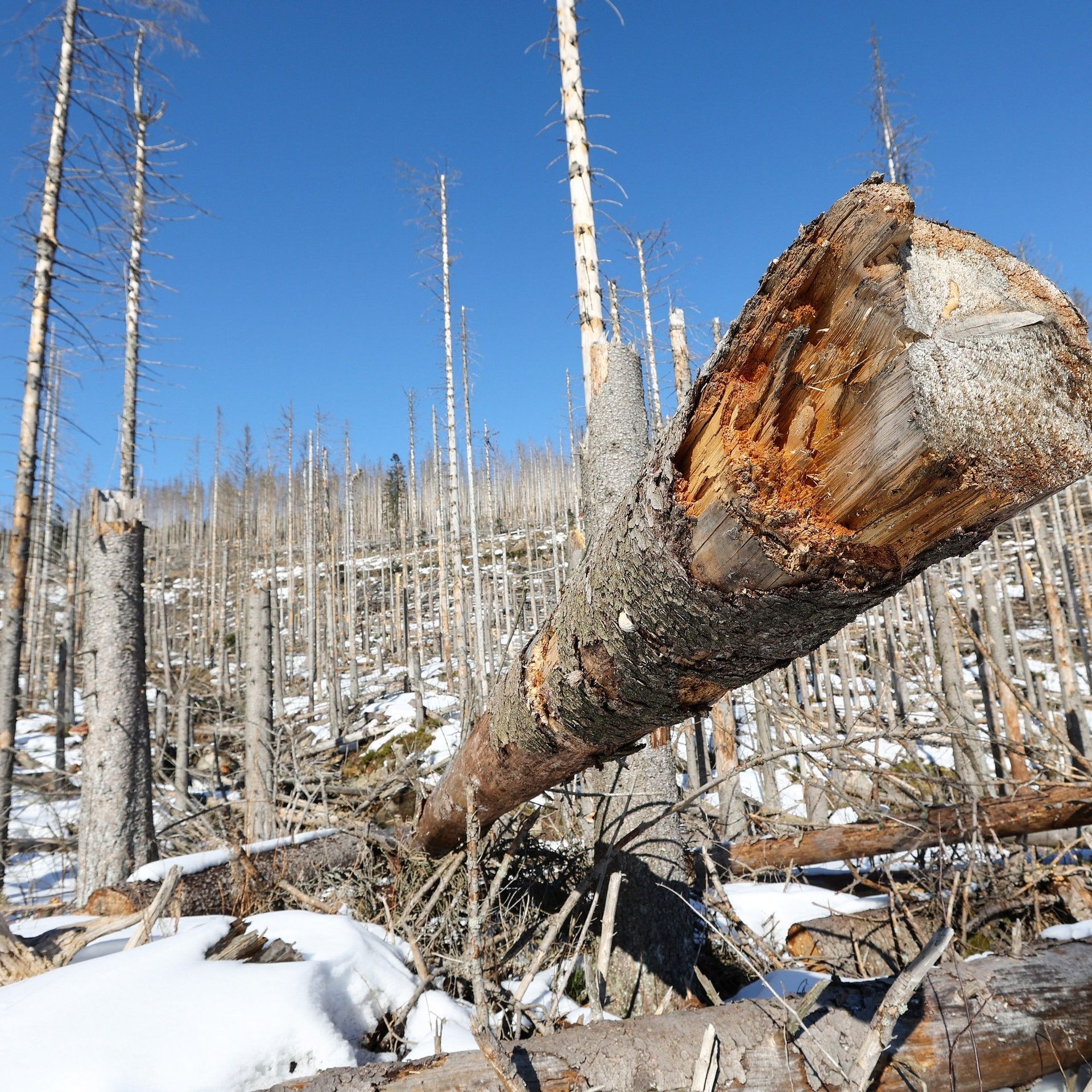 Wald im Klimastress – Wie kann der Harz gerettet werden?