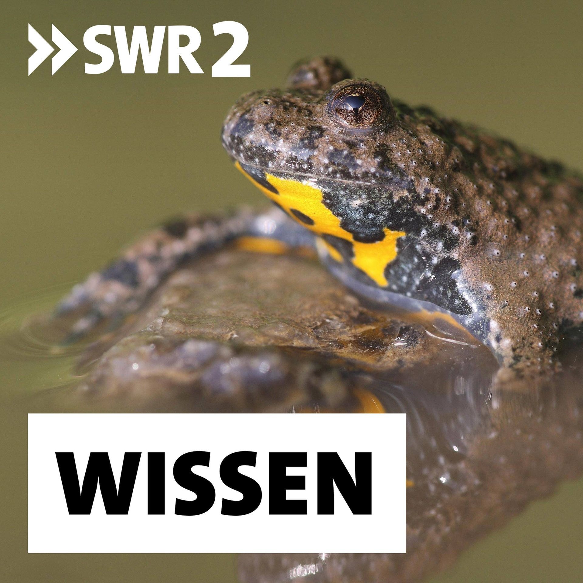 Bedrohung und Schutz von Amphibien und Reptilien