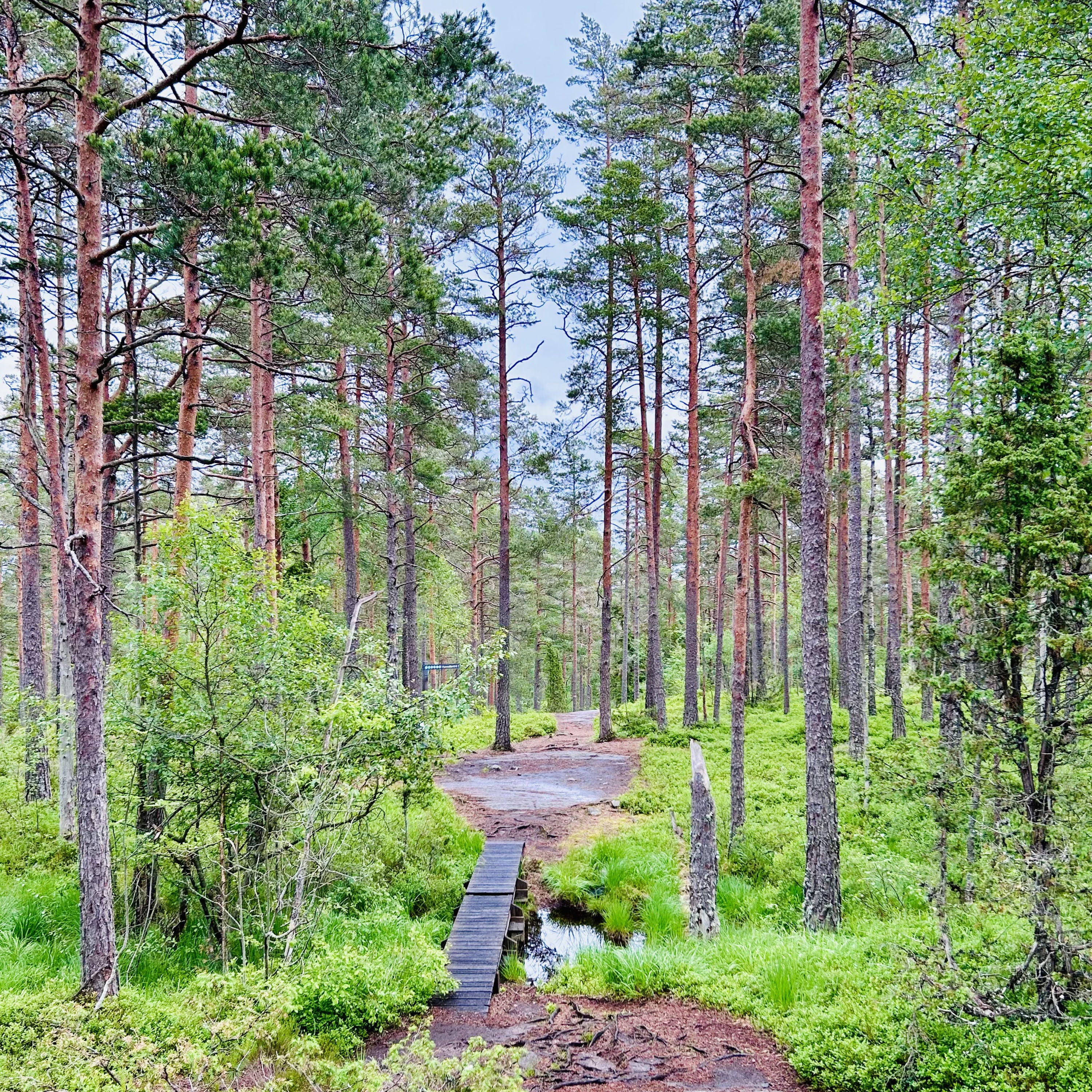 #07 Eine Wanderung im Tresticklans Nationalpark