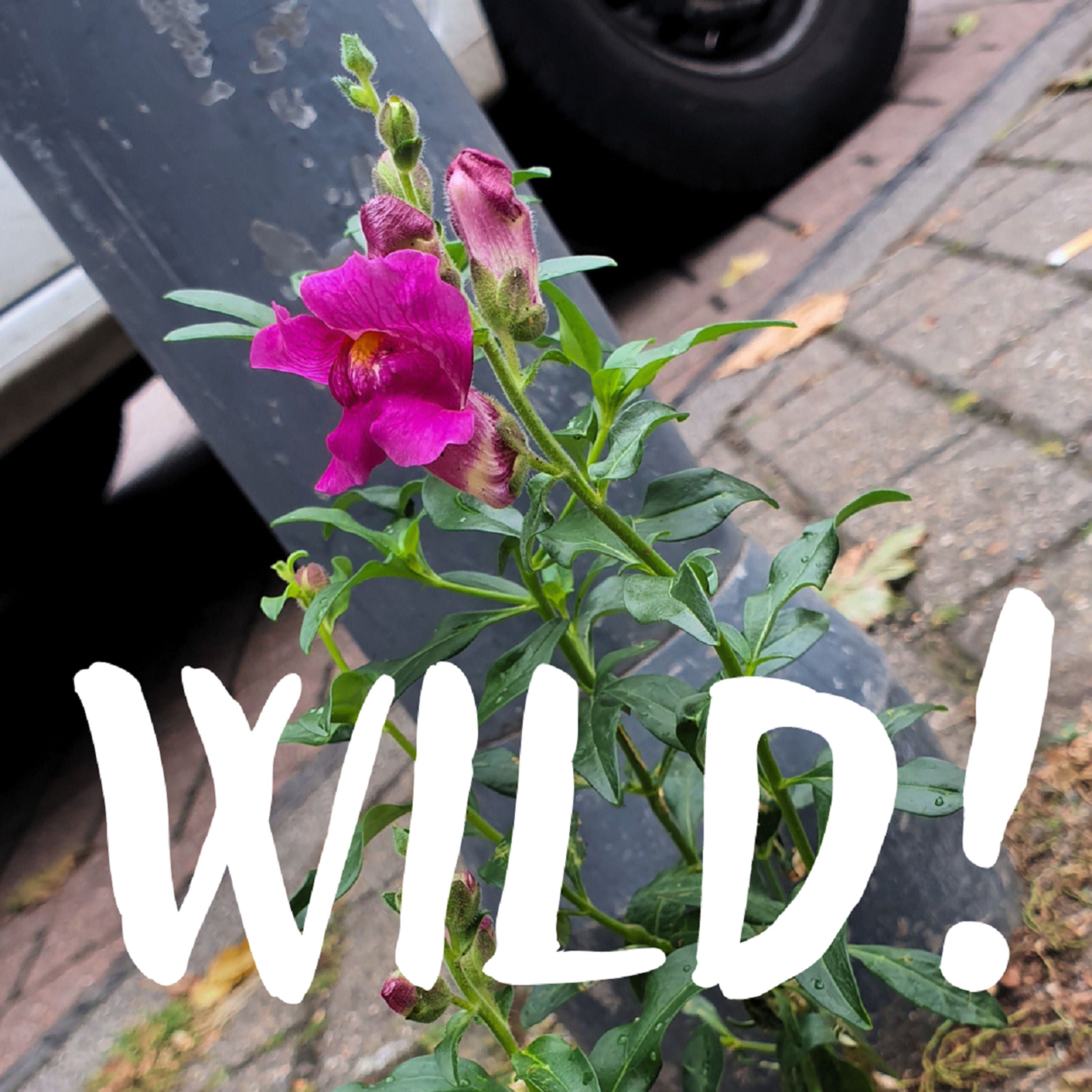 Wild!