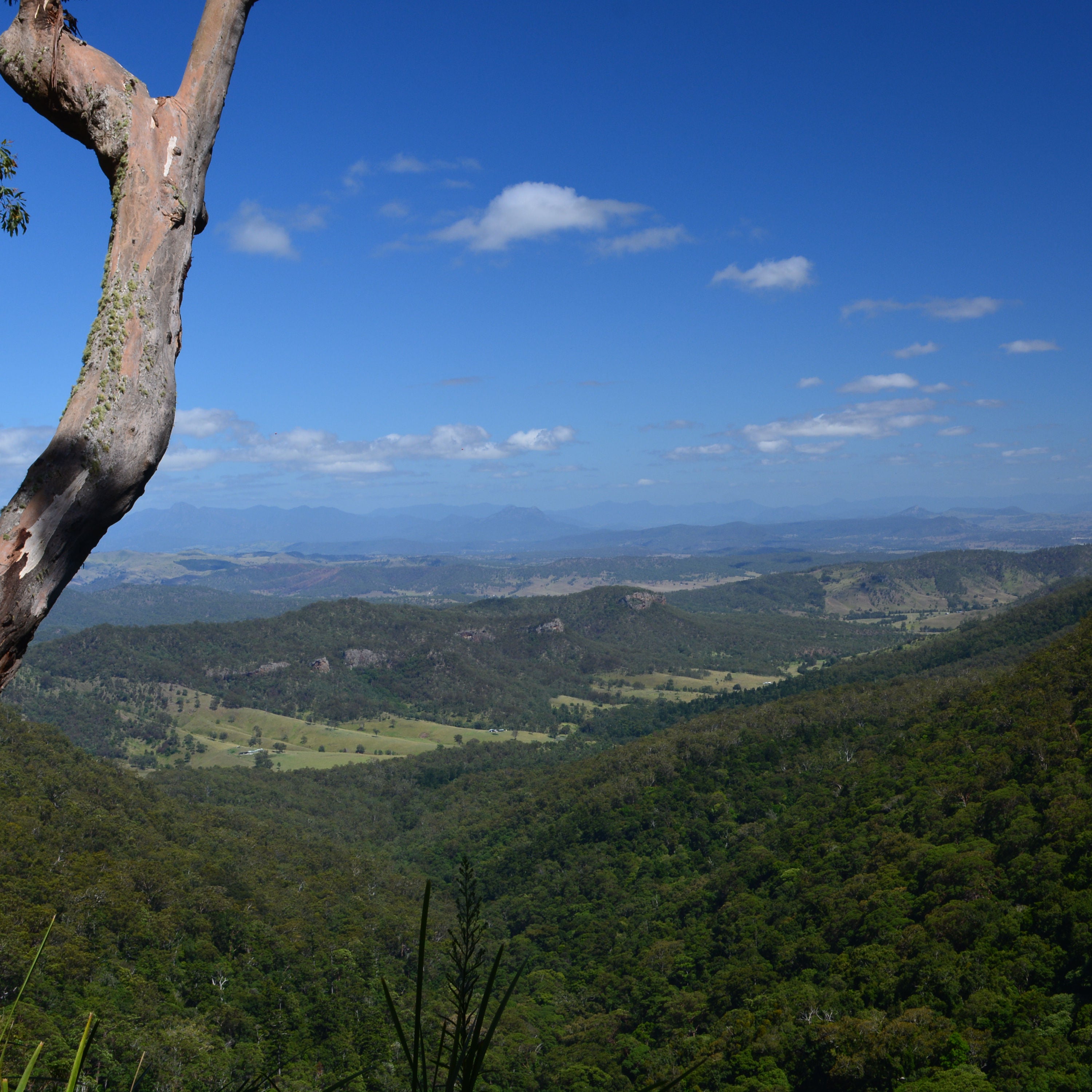 #26 Ein Tag in den Baumwipfeln des Lamington Nationalparks