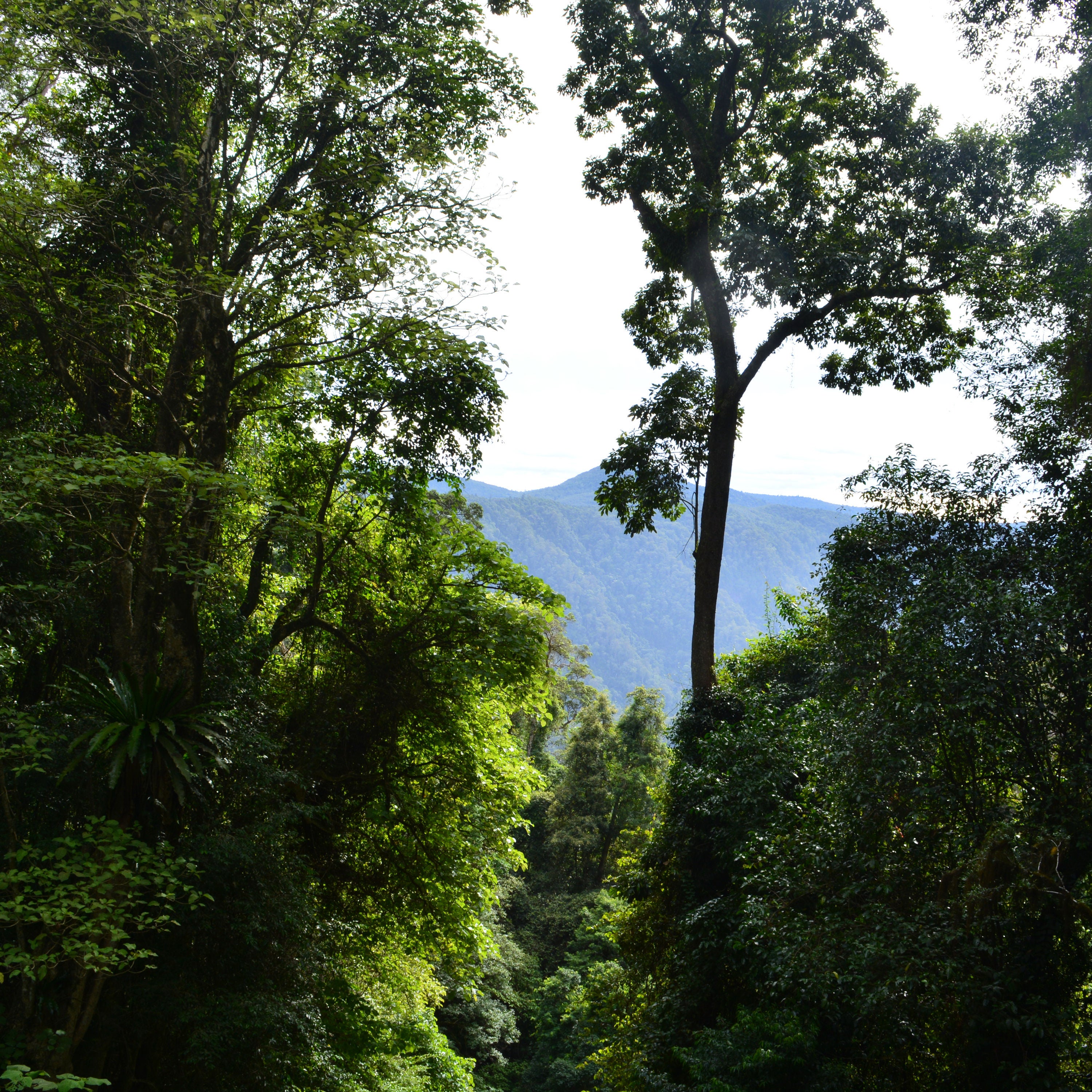 #22 Der stille Urwald und das Meer