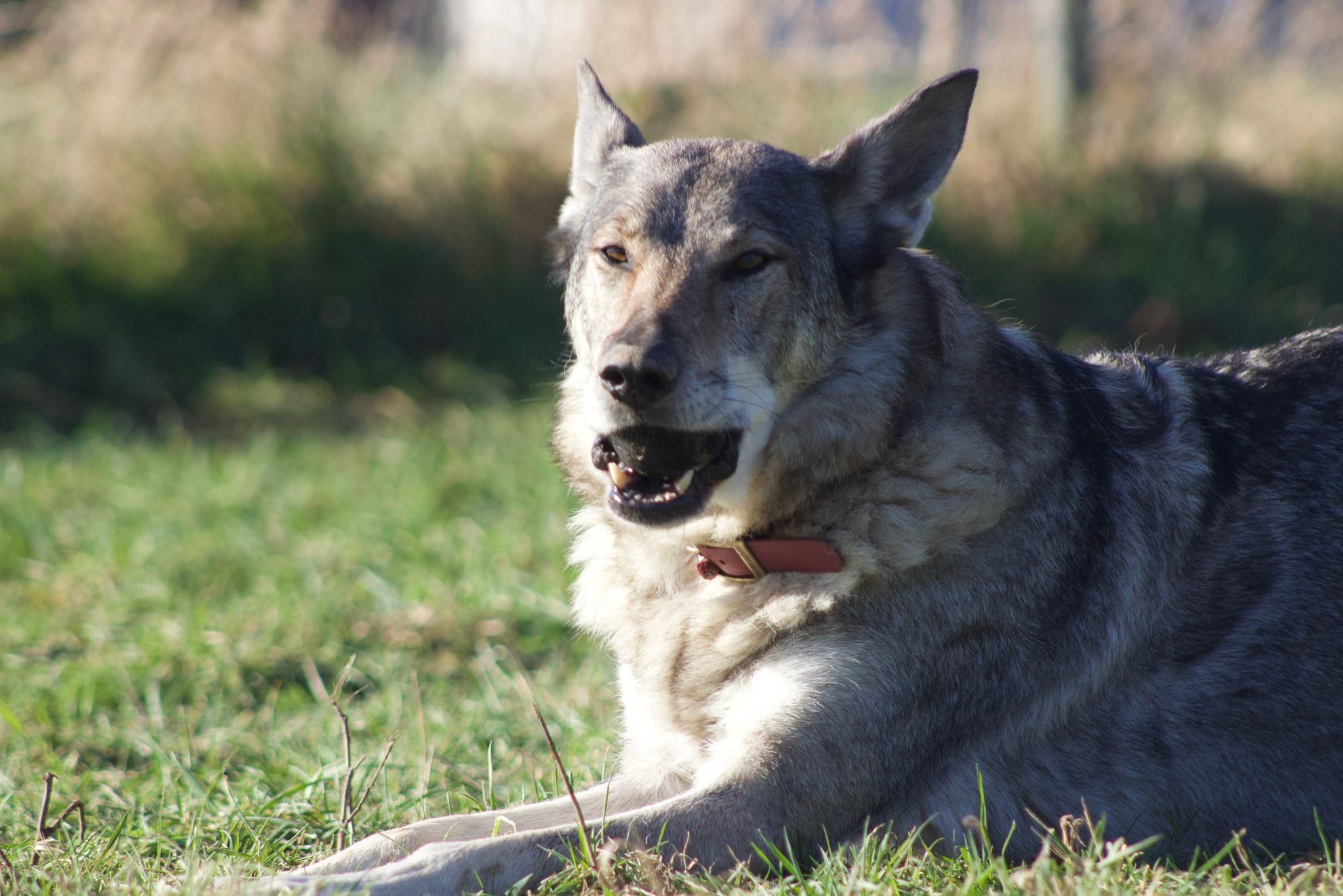 Beate´s Haustiermagazin