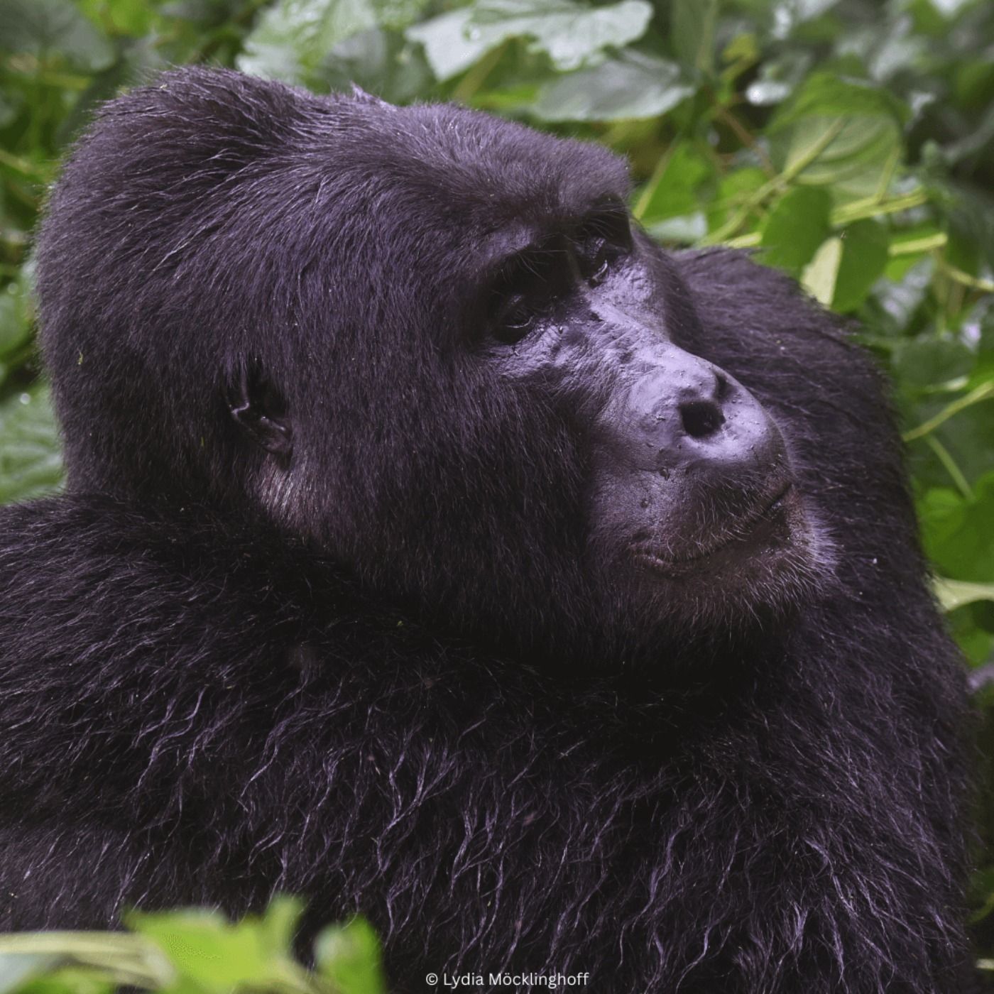 Berggorillas schützen – Naturschutz zwischen Uganda, Ruanda und Kongo | Dr. Andrew Seguya | Reportage | WW440