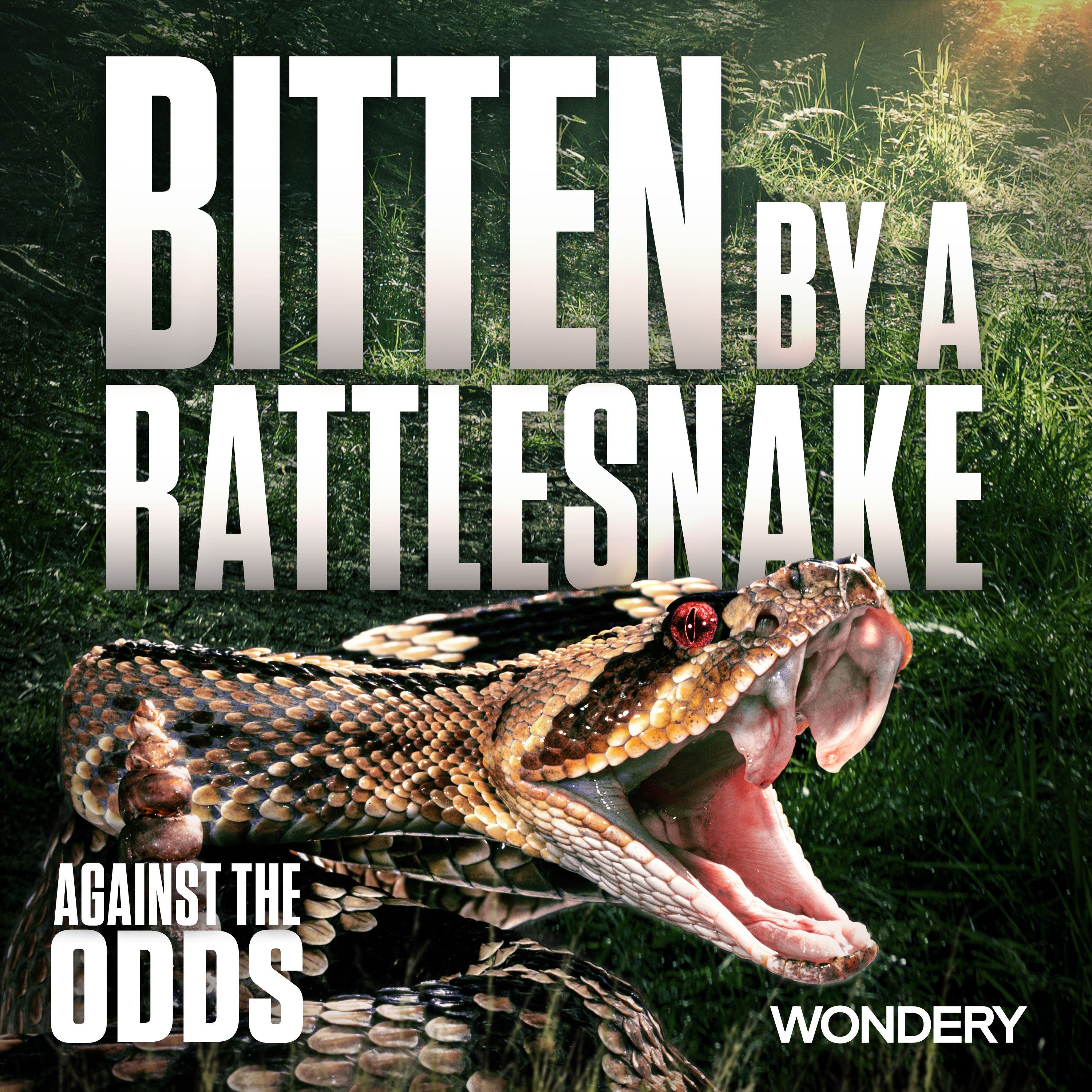 In Their Own Words: Bitten by a Rattlesnake | 1
