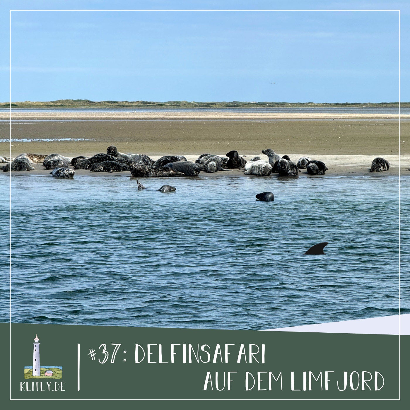 #37 - Delfinsafari auf dem Limfjord