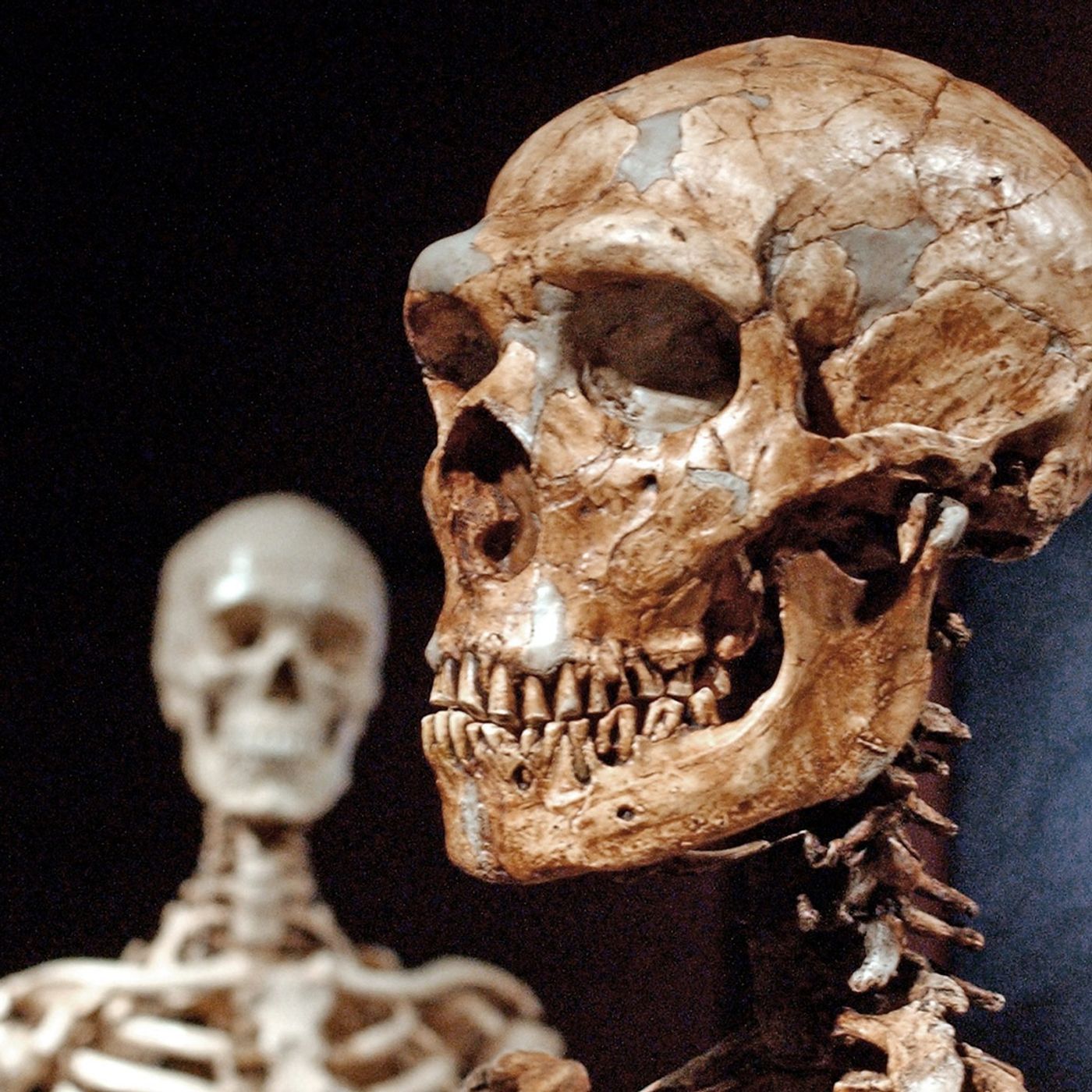 We Underestimated the Neanderthal