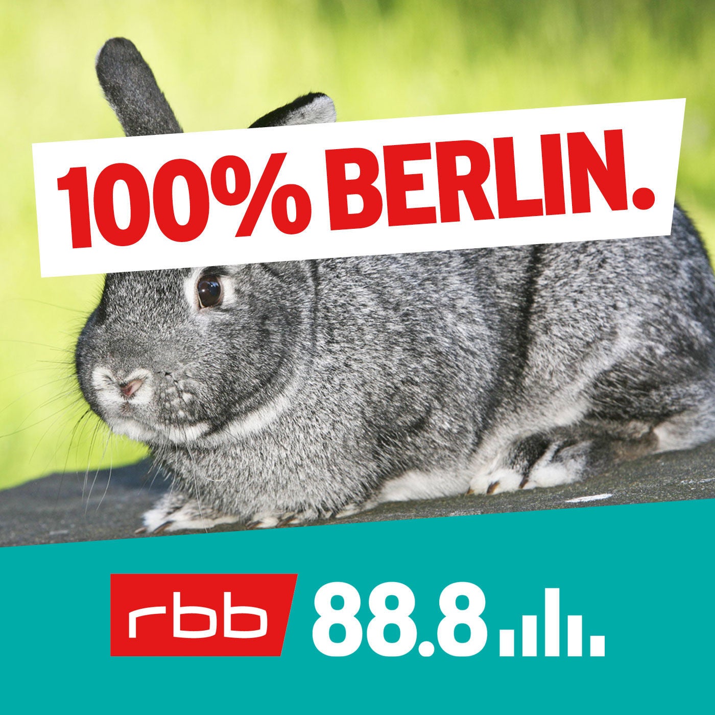 Die Kaninchen im Todesstreifen