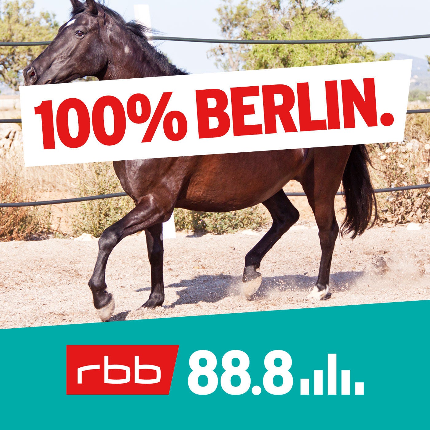 Das legendäre rechnende Pferd – das war sein Trick