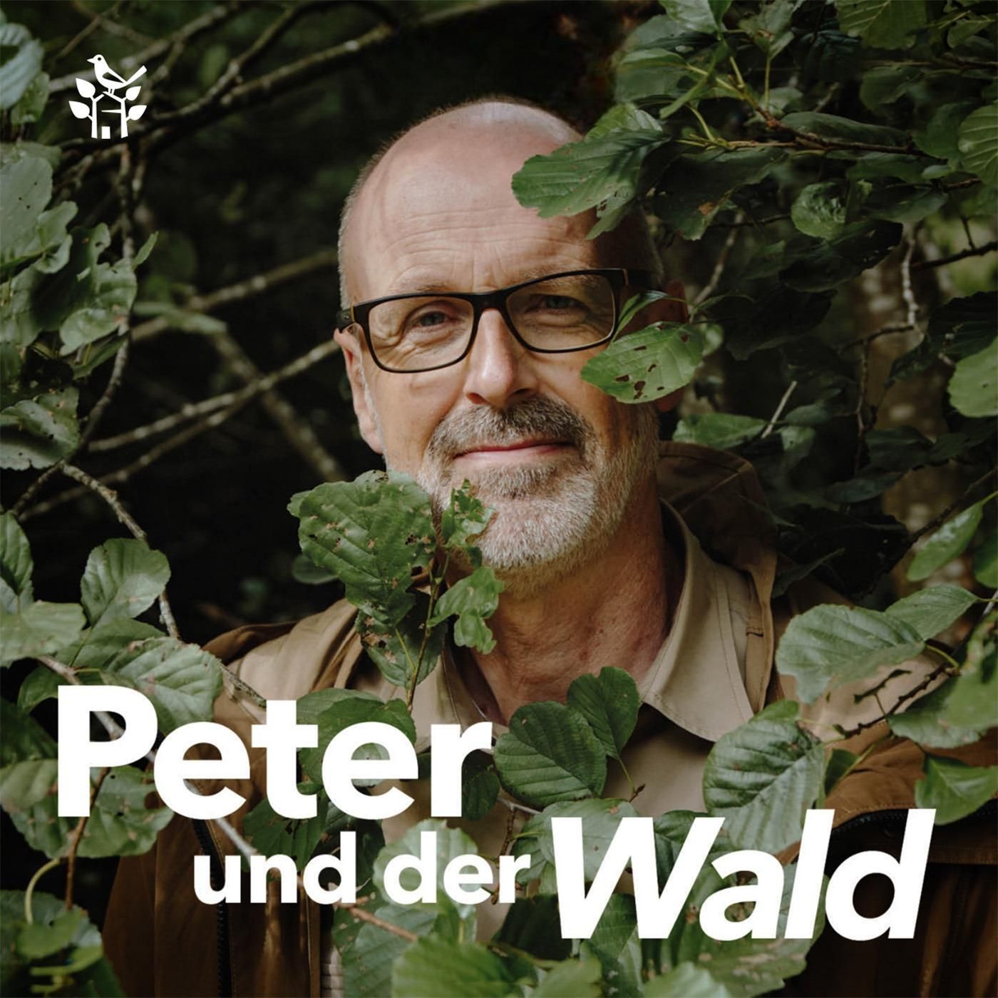 Waldwissen am Wochenende – Wildwechsel