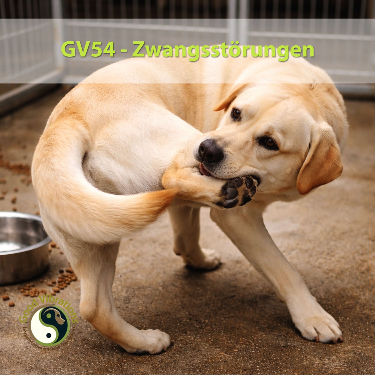 GV 54_Zwangsstörungen beim Hund