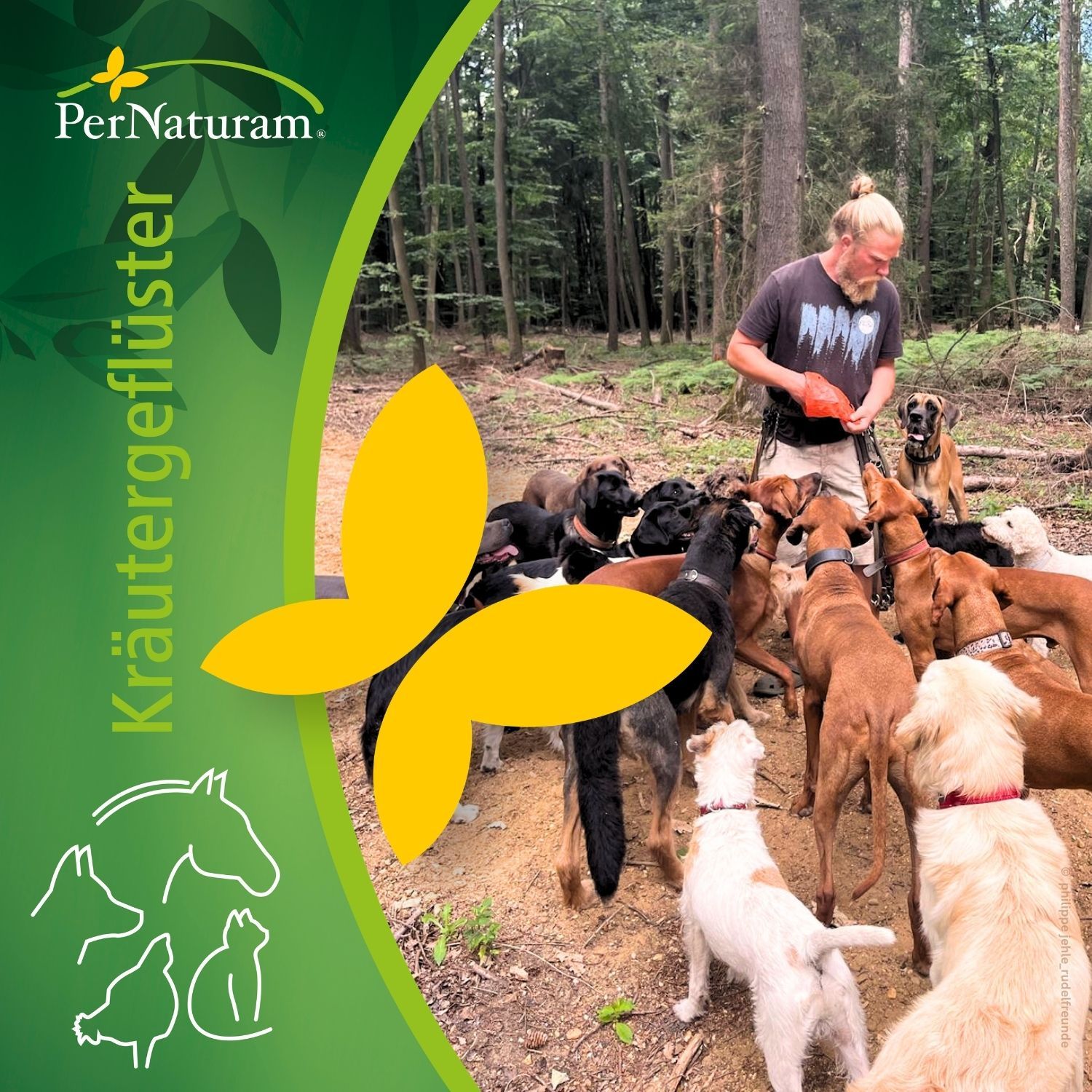Hund-Mensch-Teams