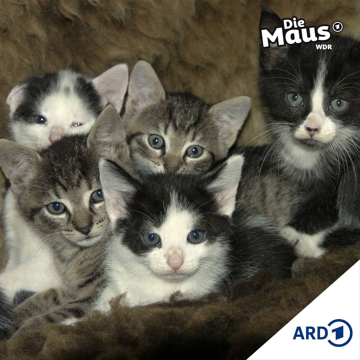 Die Katzenbande I Mutiges ab 6 Jahren