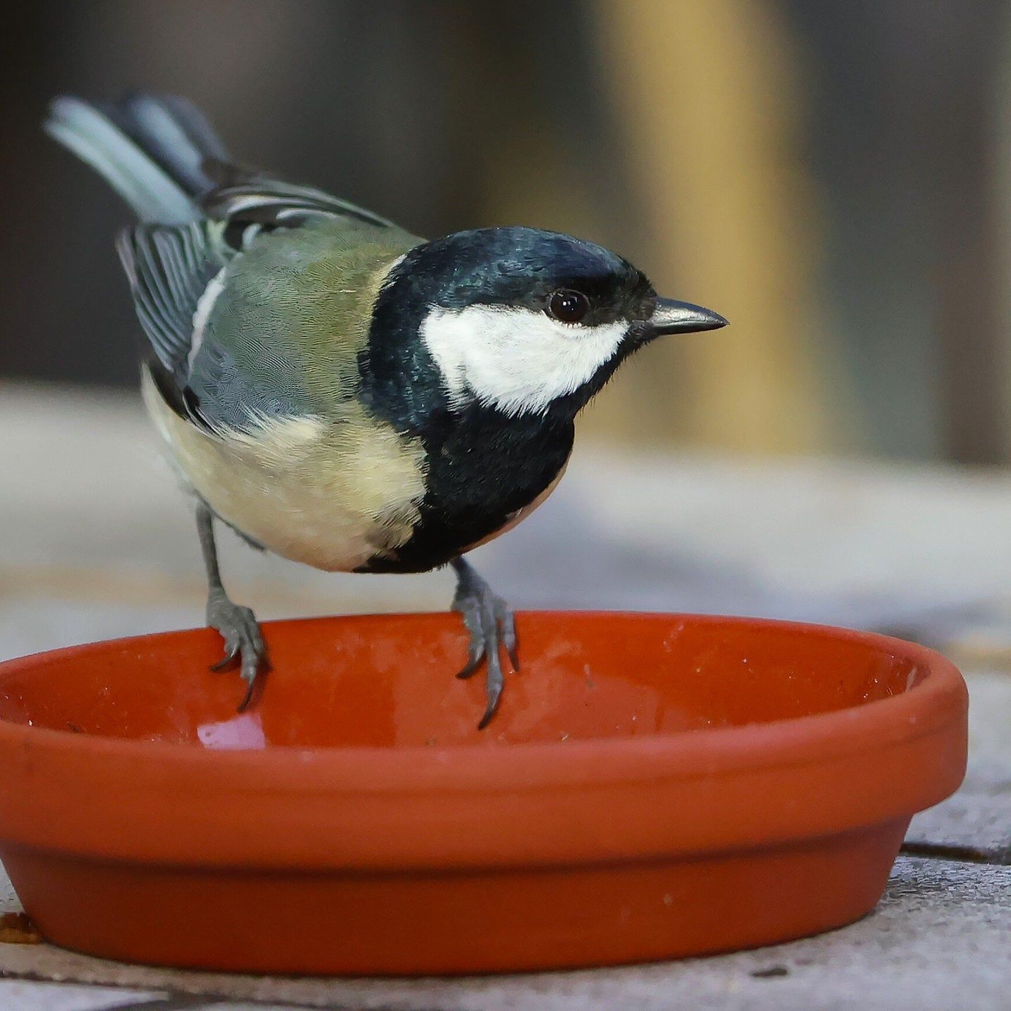 Die Tierdocs: Vogel schaut nur traurige Filme