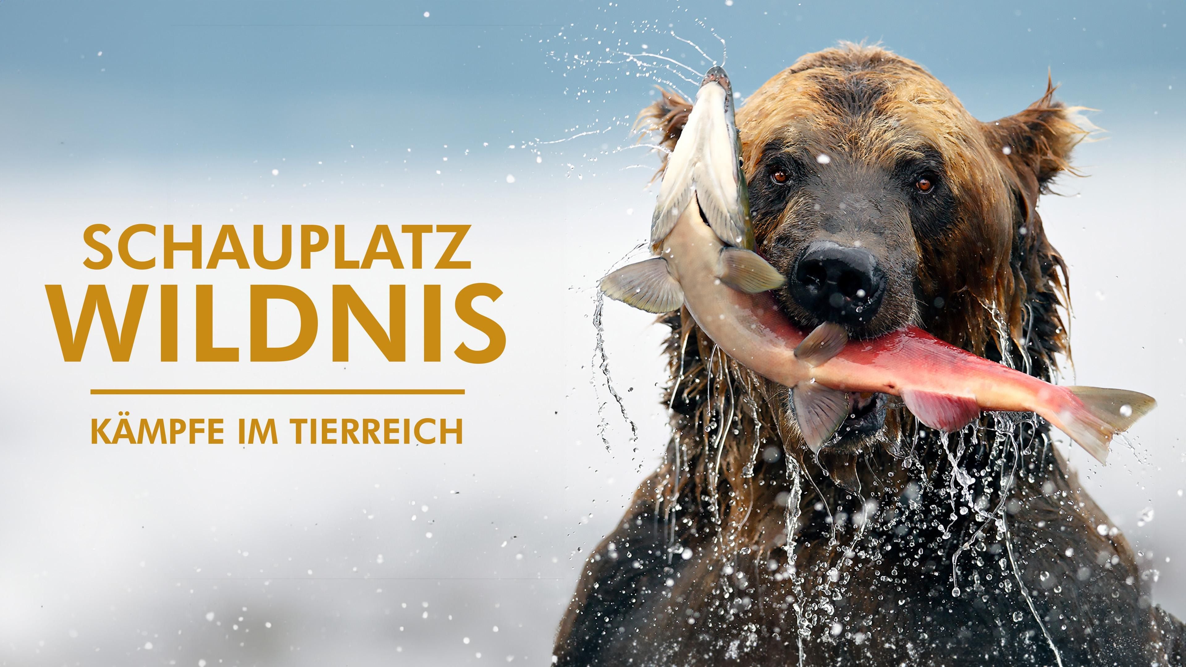 Schauplatz Wildnis - Kämpfe im Tierreich