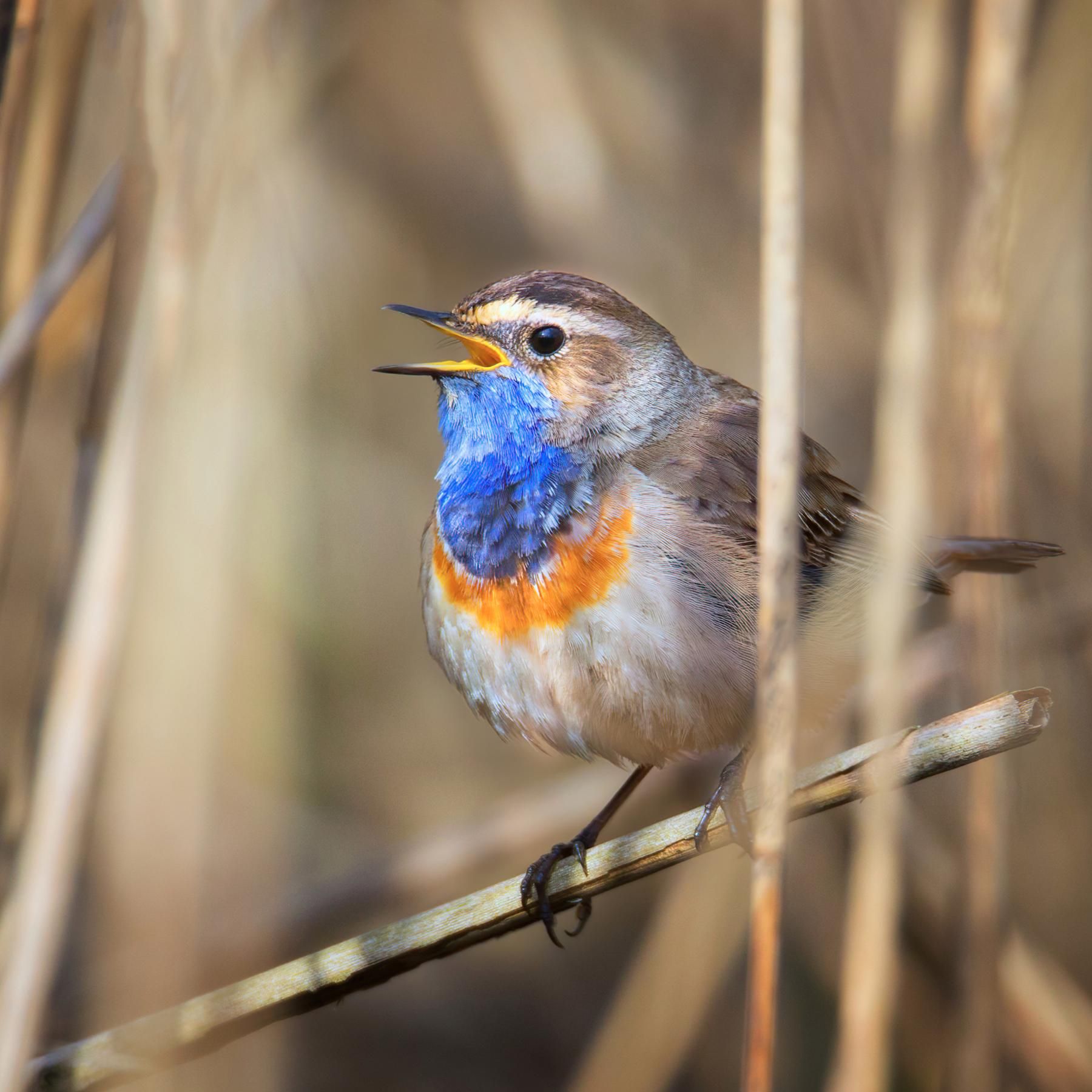 Vogelgesänge und andere helle Töne