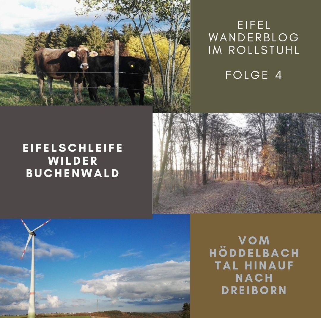EifelSchleife Wilder Buchenwald / Vom Höddelbachtal nach Dreiborn