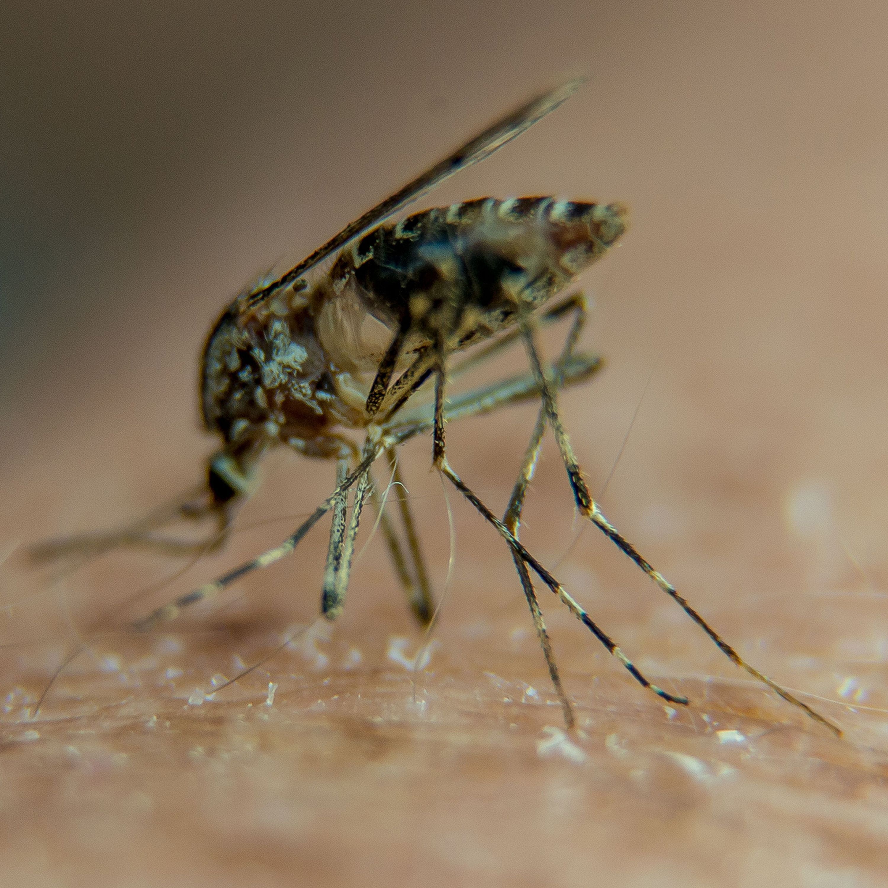 Research opens way to ending malaria
